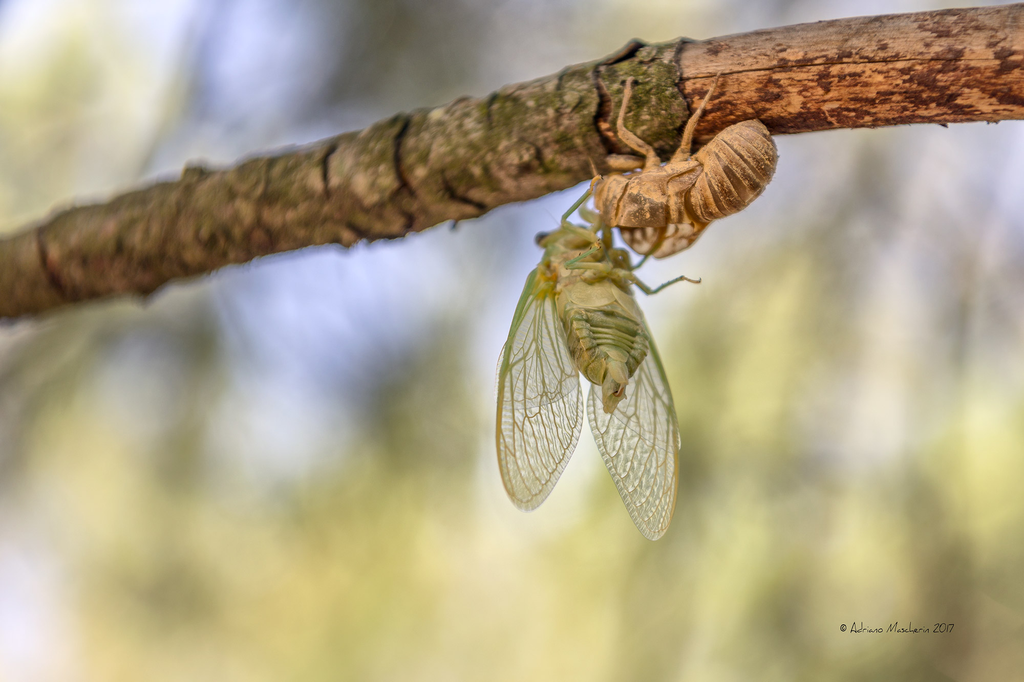 Nascita di una Cicala