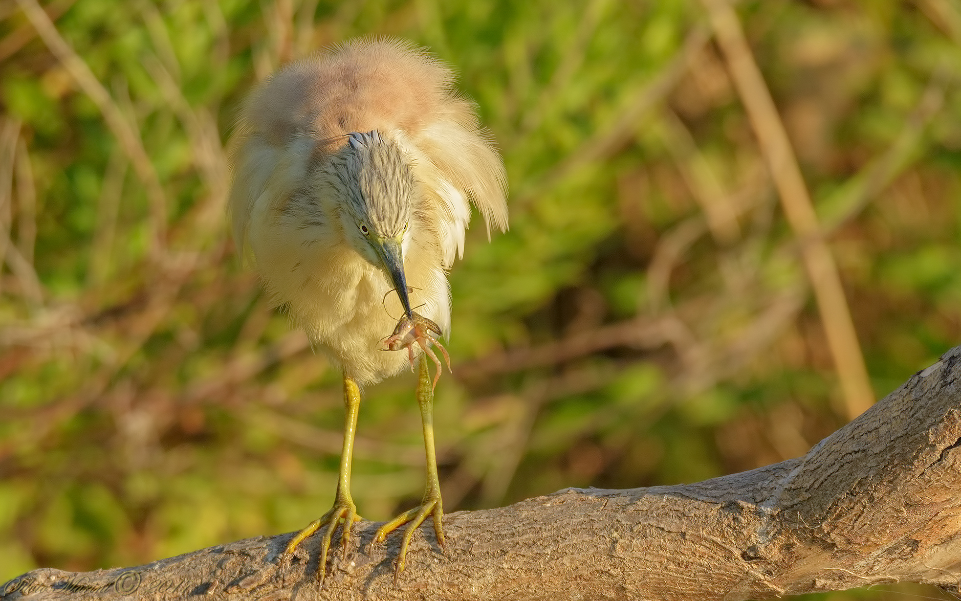 Shrub Sgarza (Ardeola ralloides)