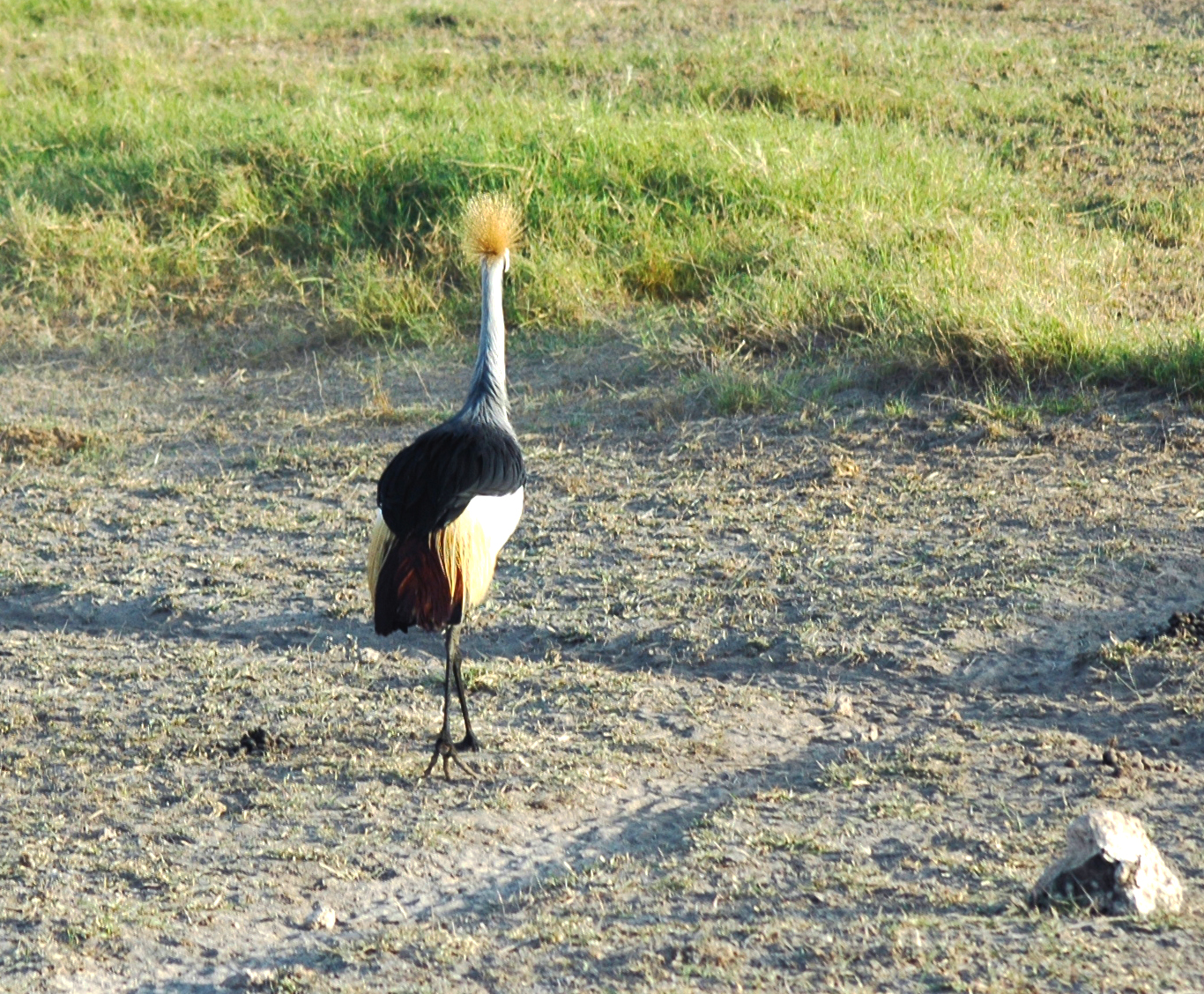 Crowned Crane