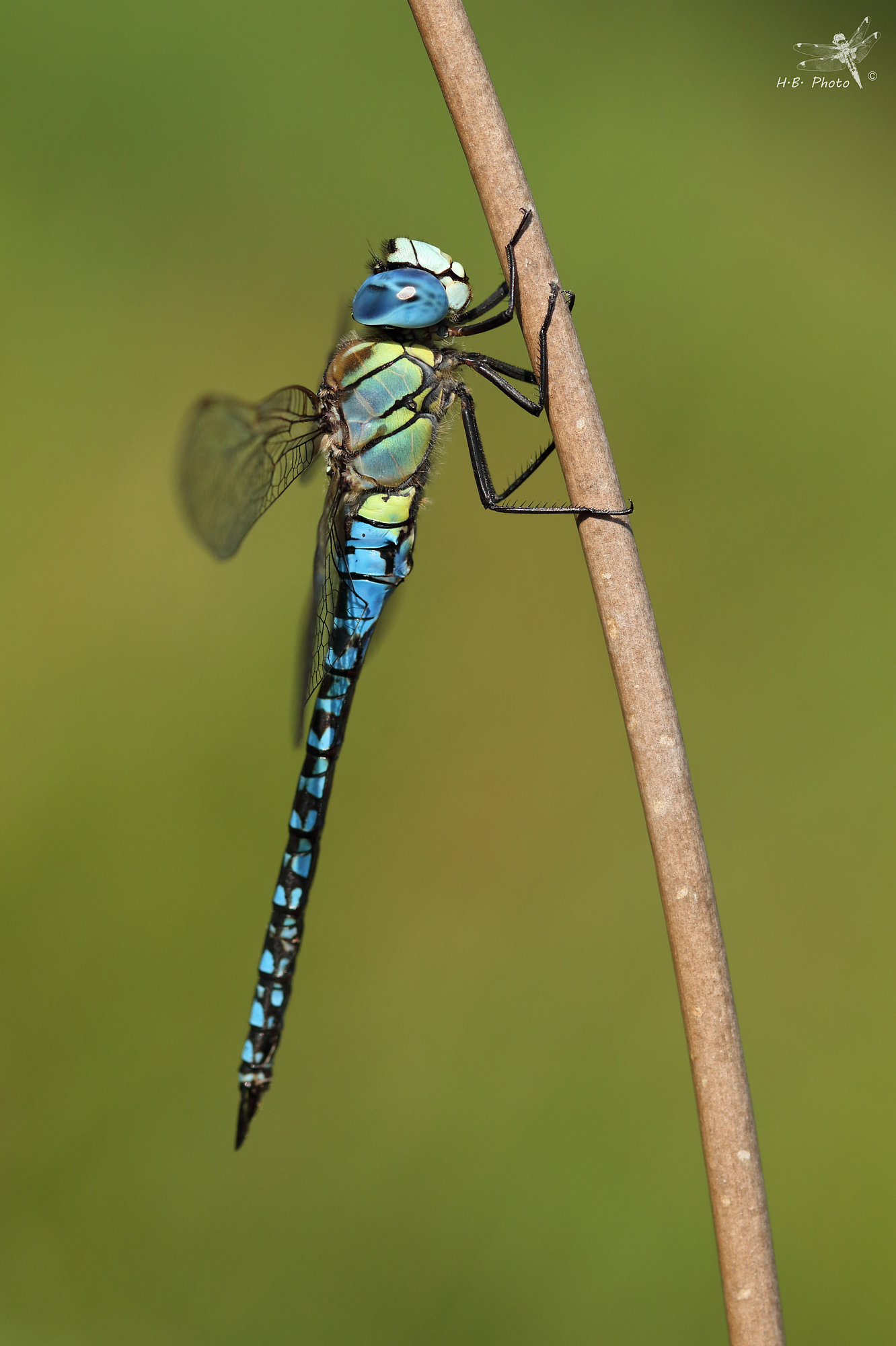 Aeshna affinis, maschio