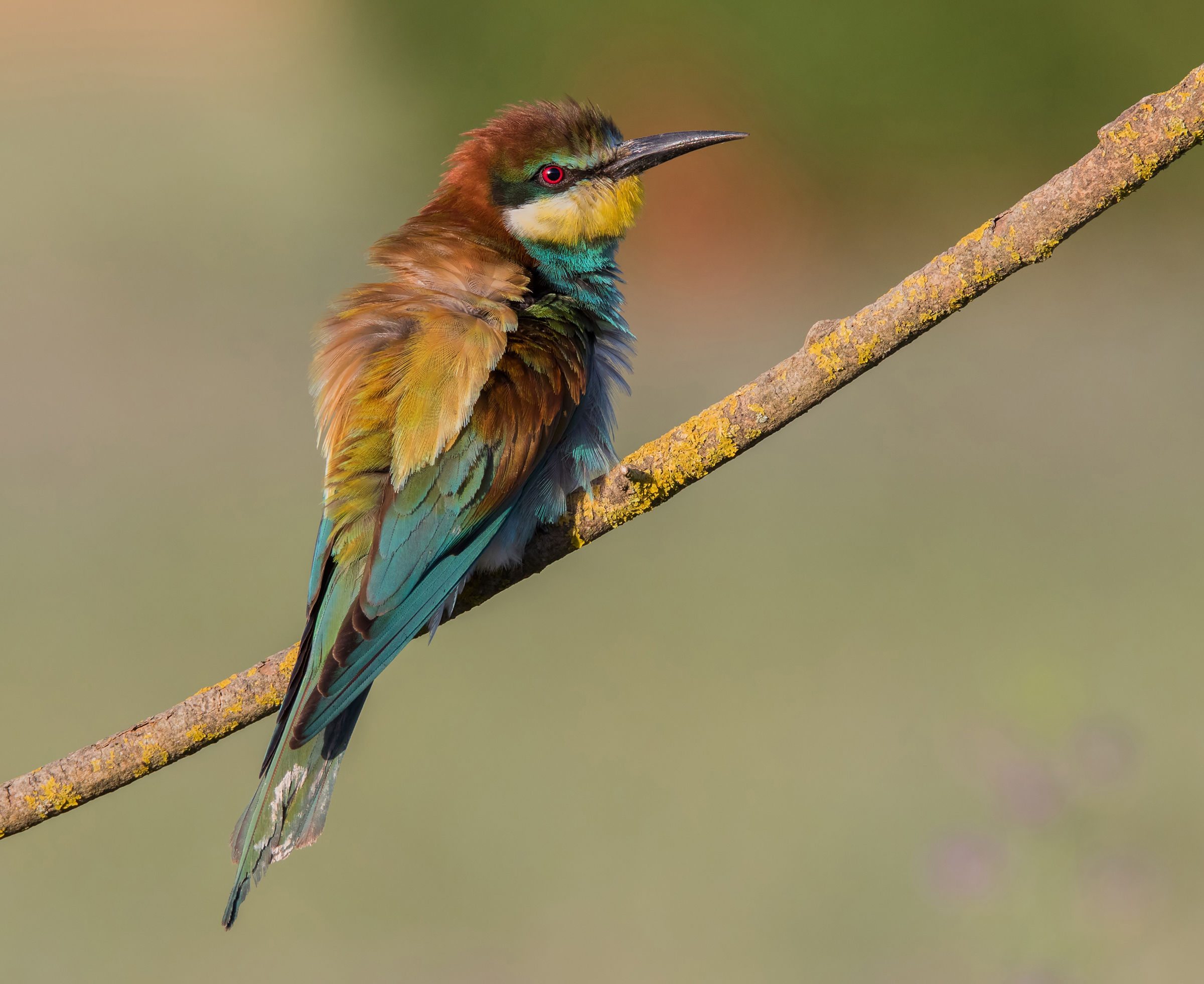 The Gruccione ruffled