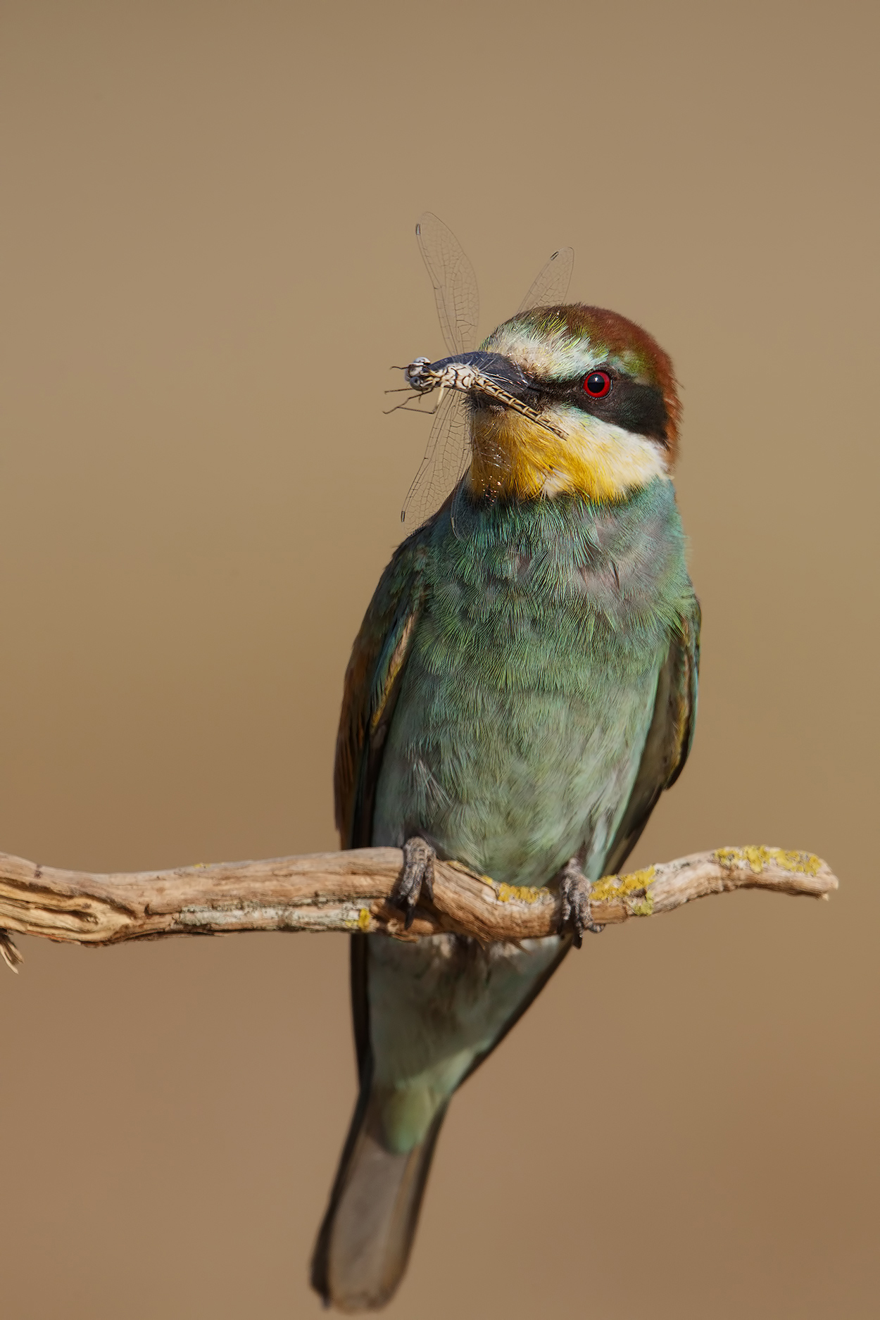 The dagger and the Dragonfly