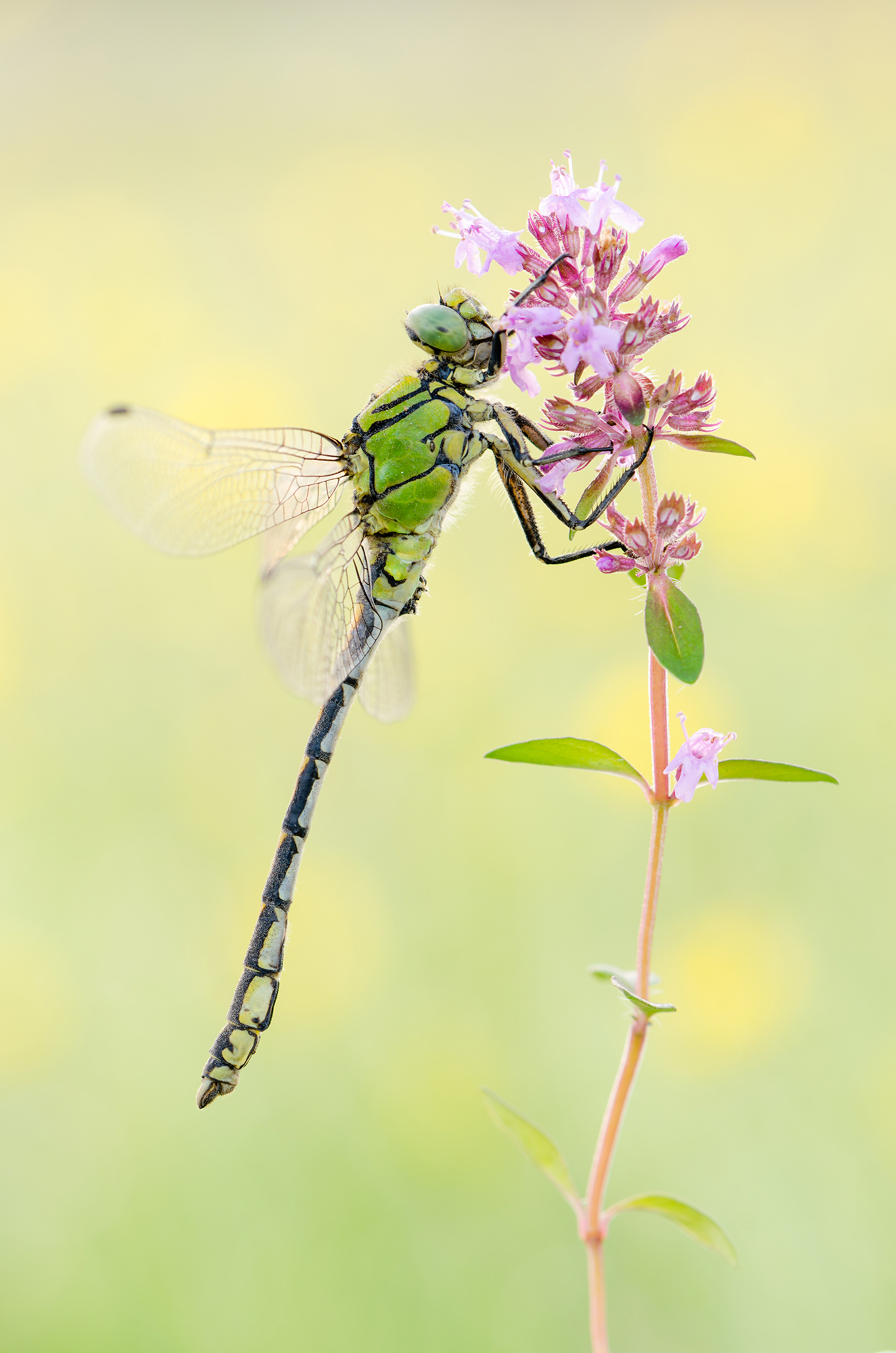 Ophiogomphus cecilia