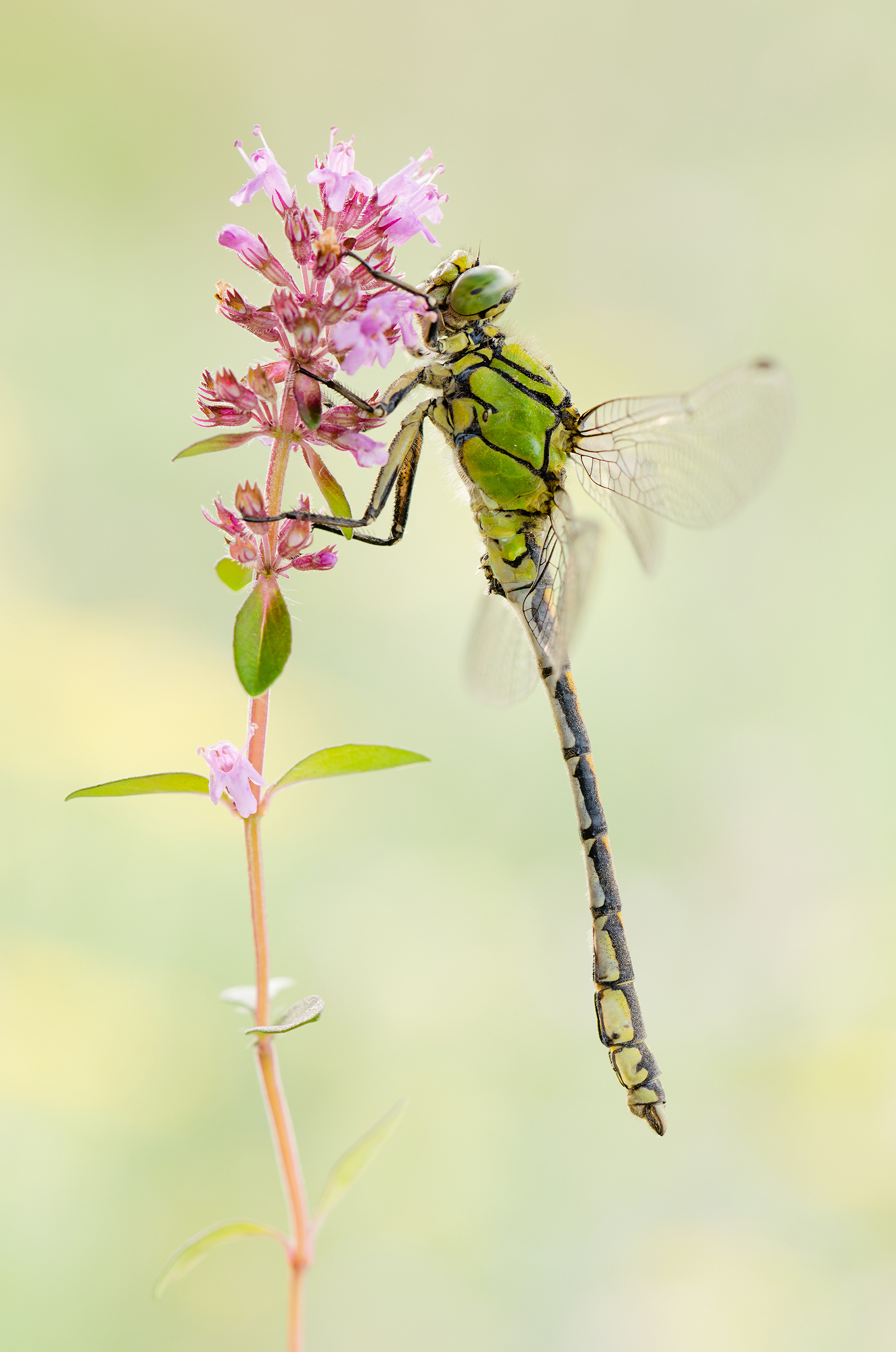 Ophiogomphus cecilia