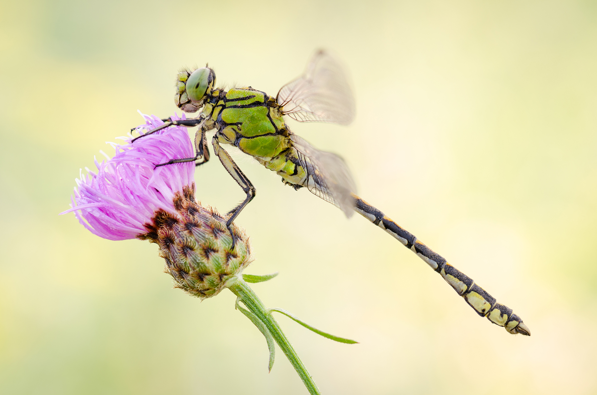 Ophiogomphus cecilia