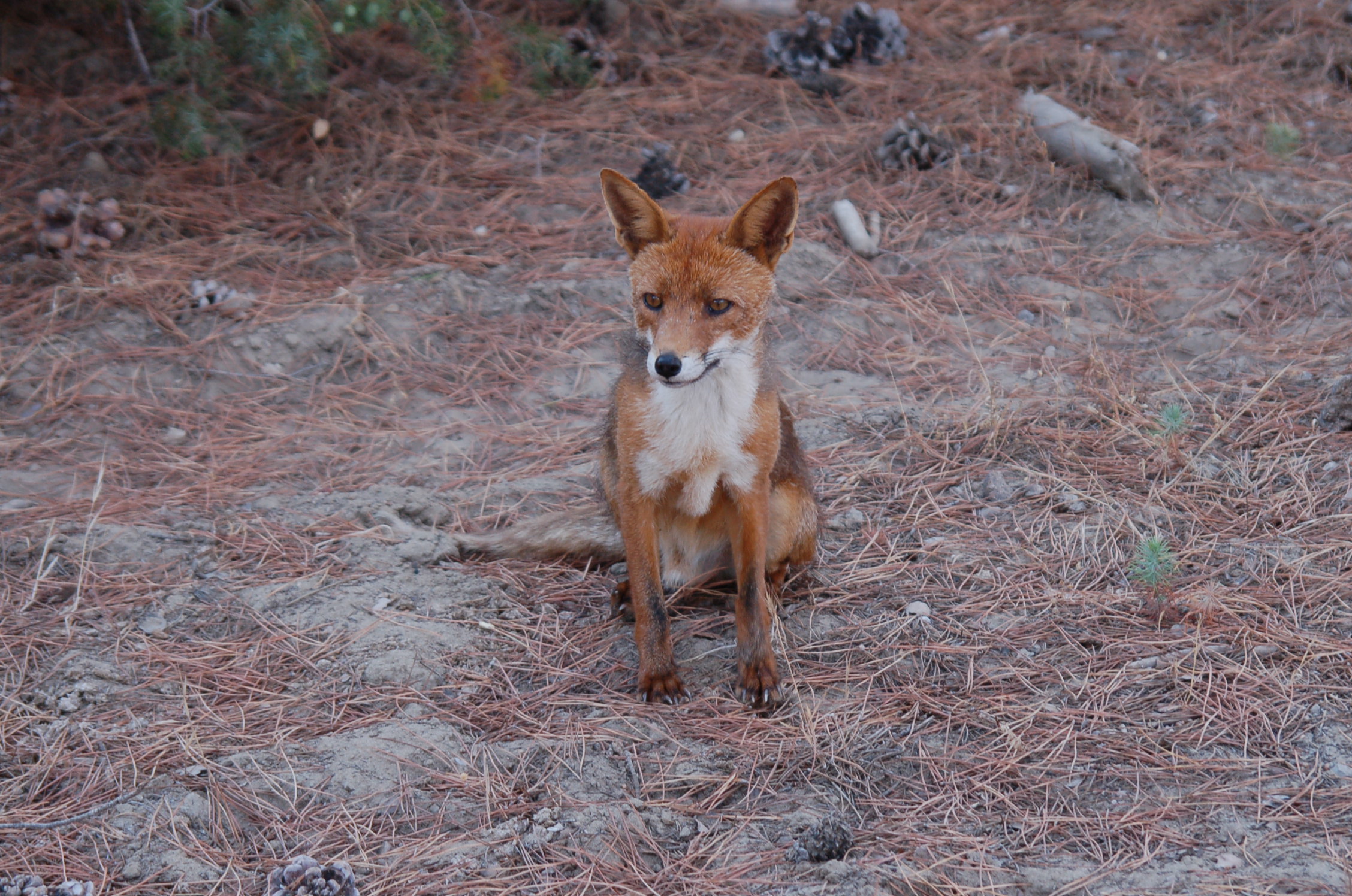 volpe maremmana - luglio