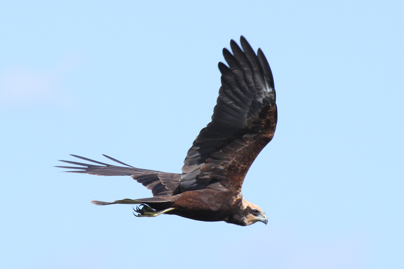 Falco di palude femmina