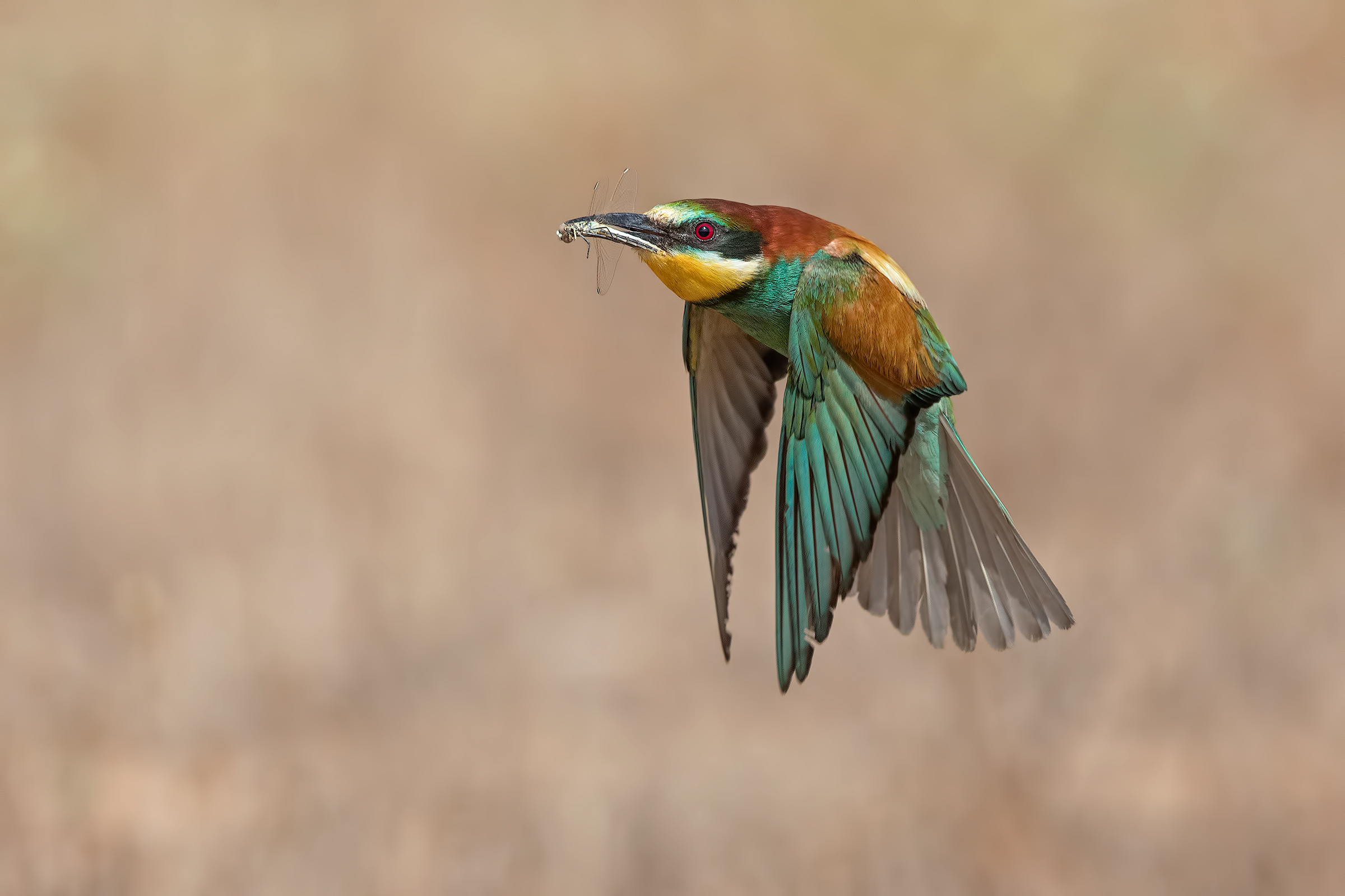 Bee eater