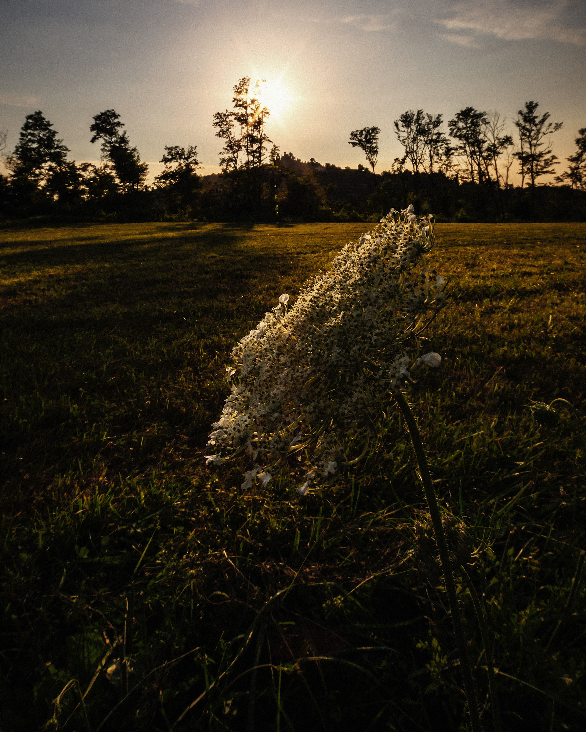 Growing in the shadow of Montevecchia, take 2