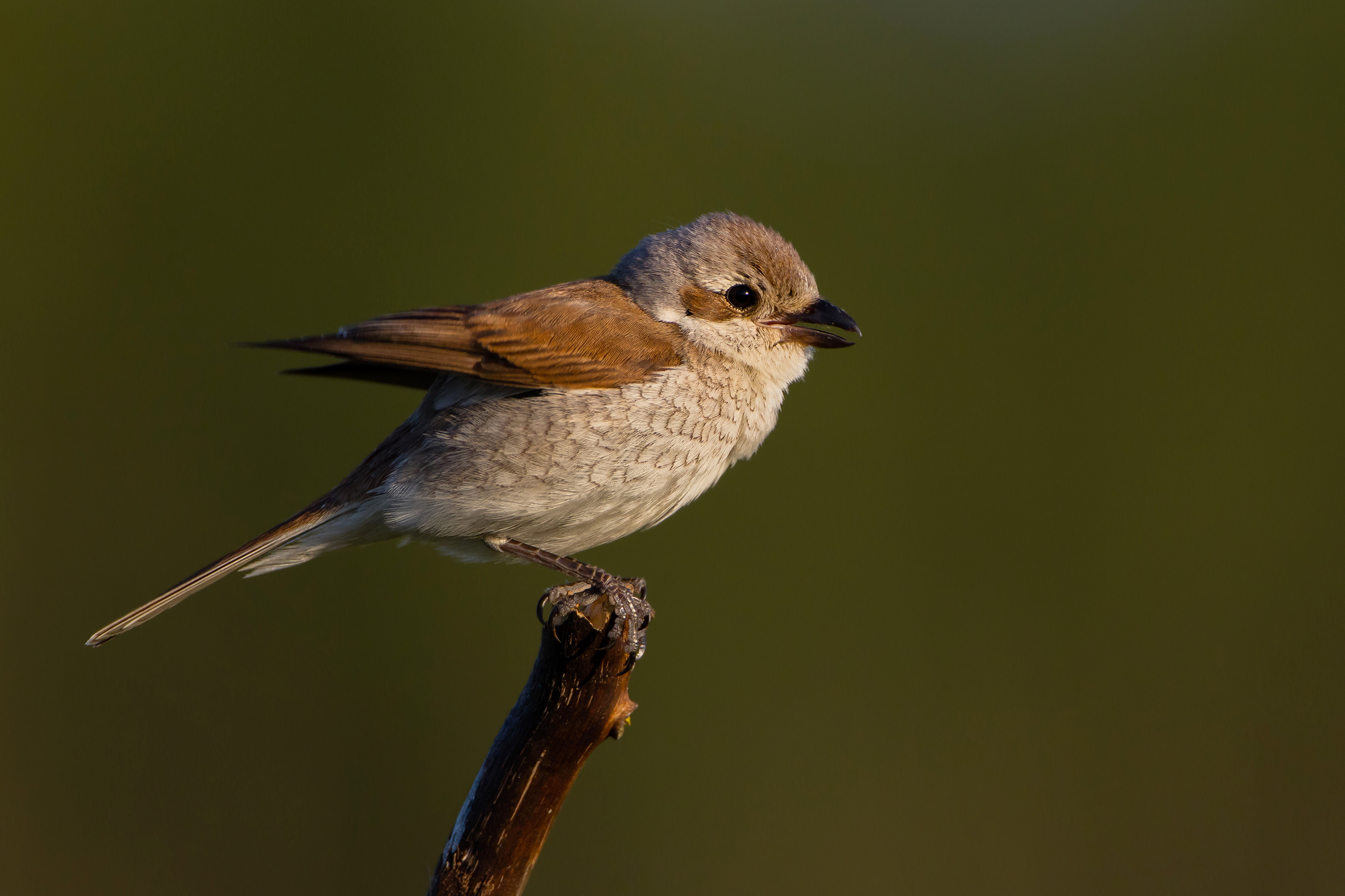 Femmina di Shrike (Lanius collurio)
