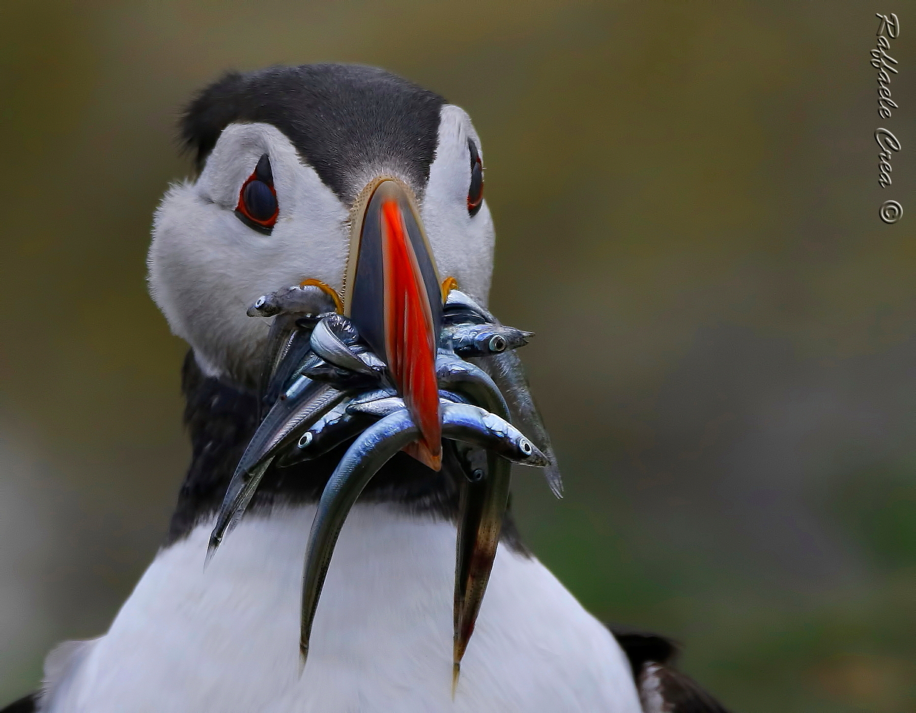 Puffin.Pulcinella di mare.