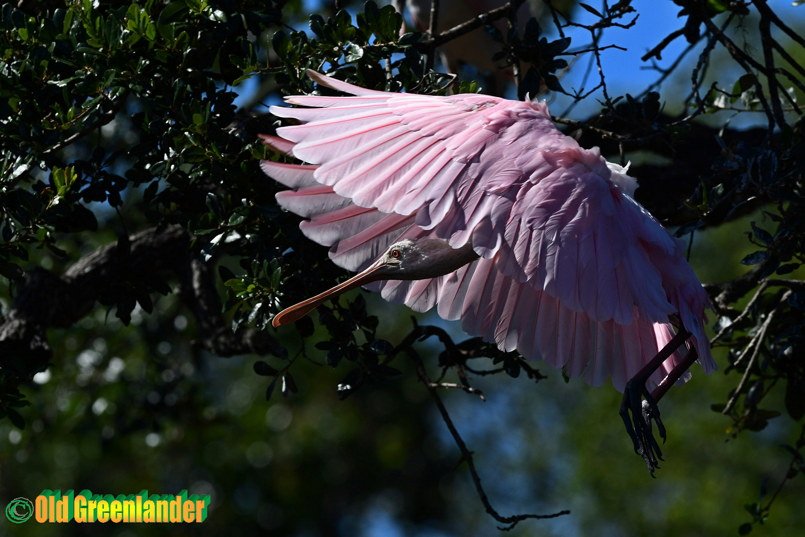 Spoonbill-persona matura