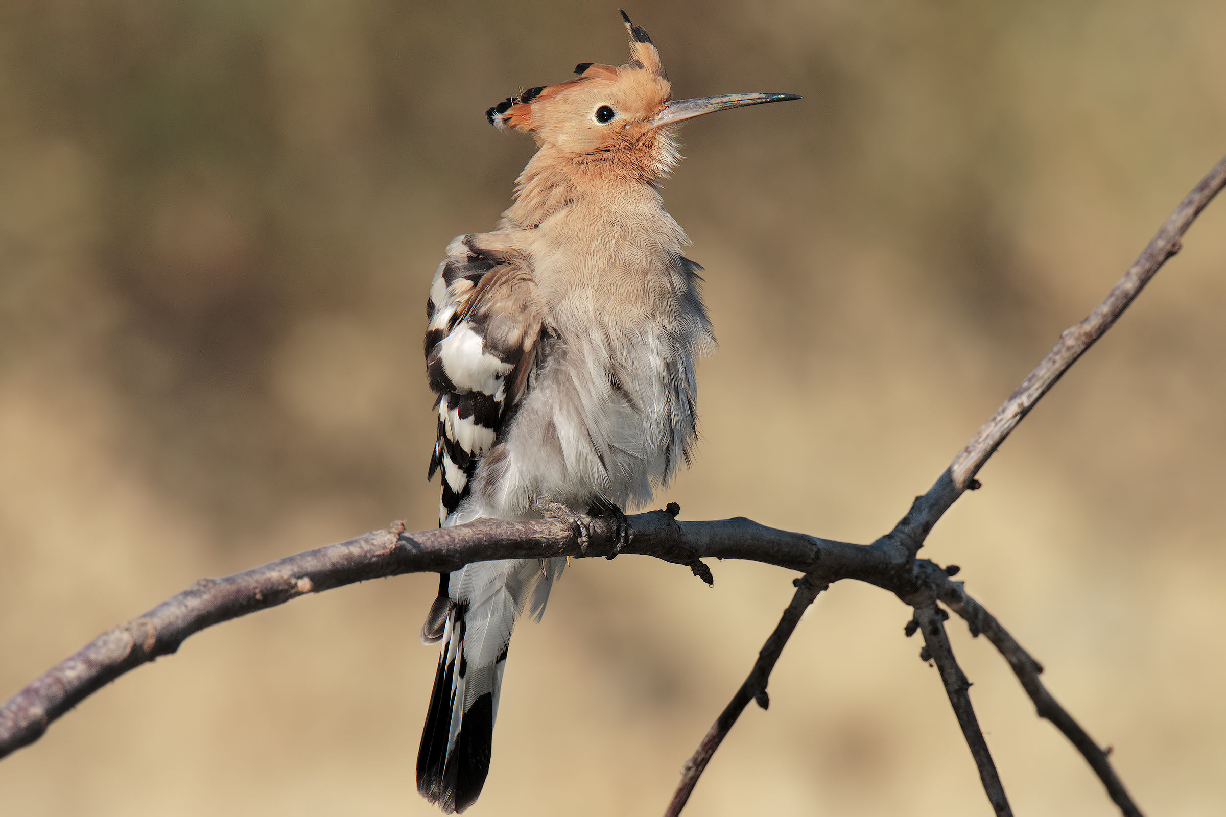 He suffuses the rump