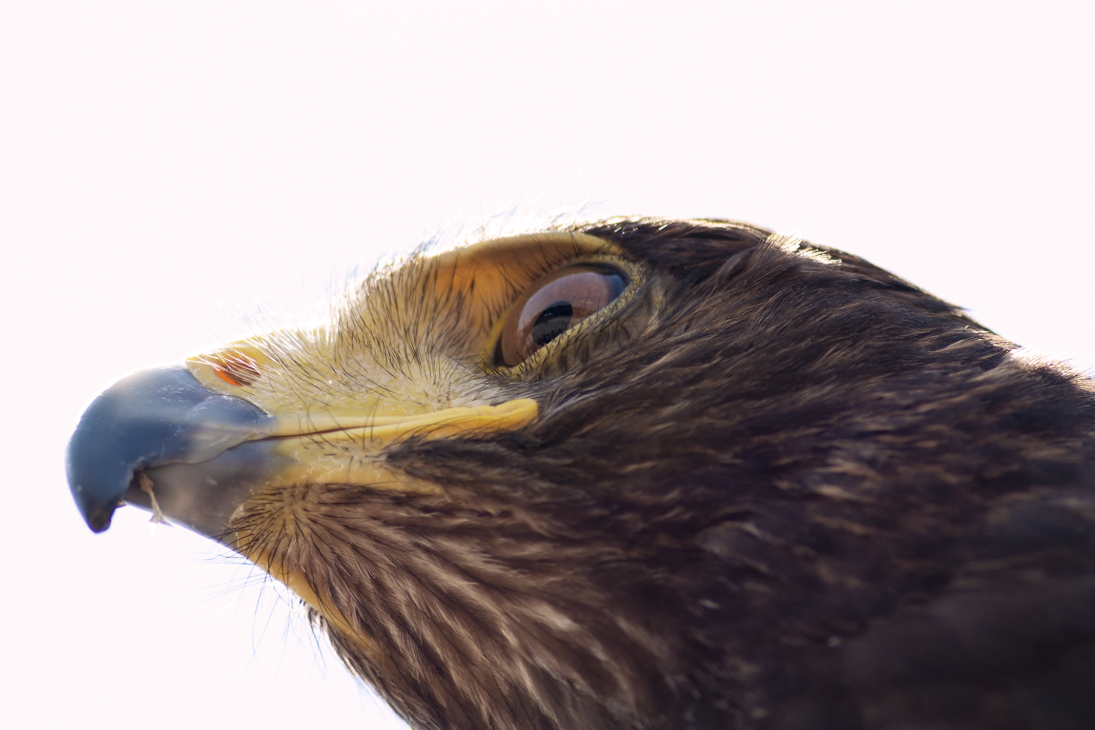 Sguardo rapace (in cattività)