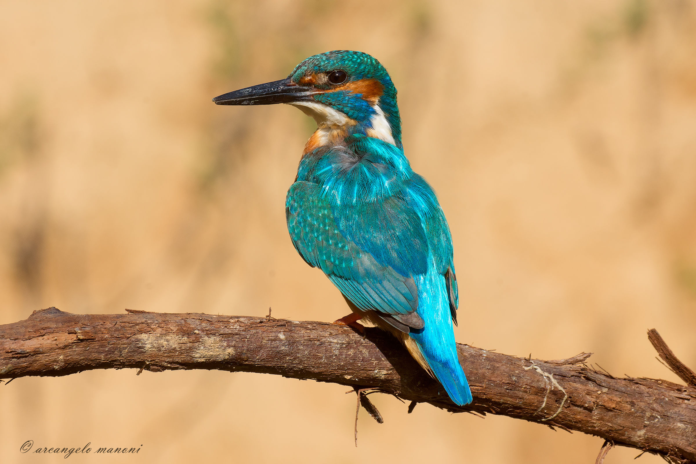 I colori del martino