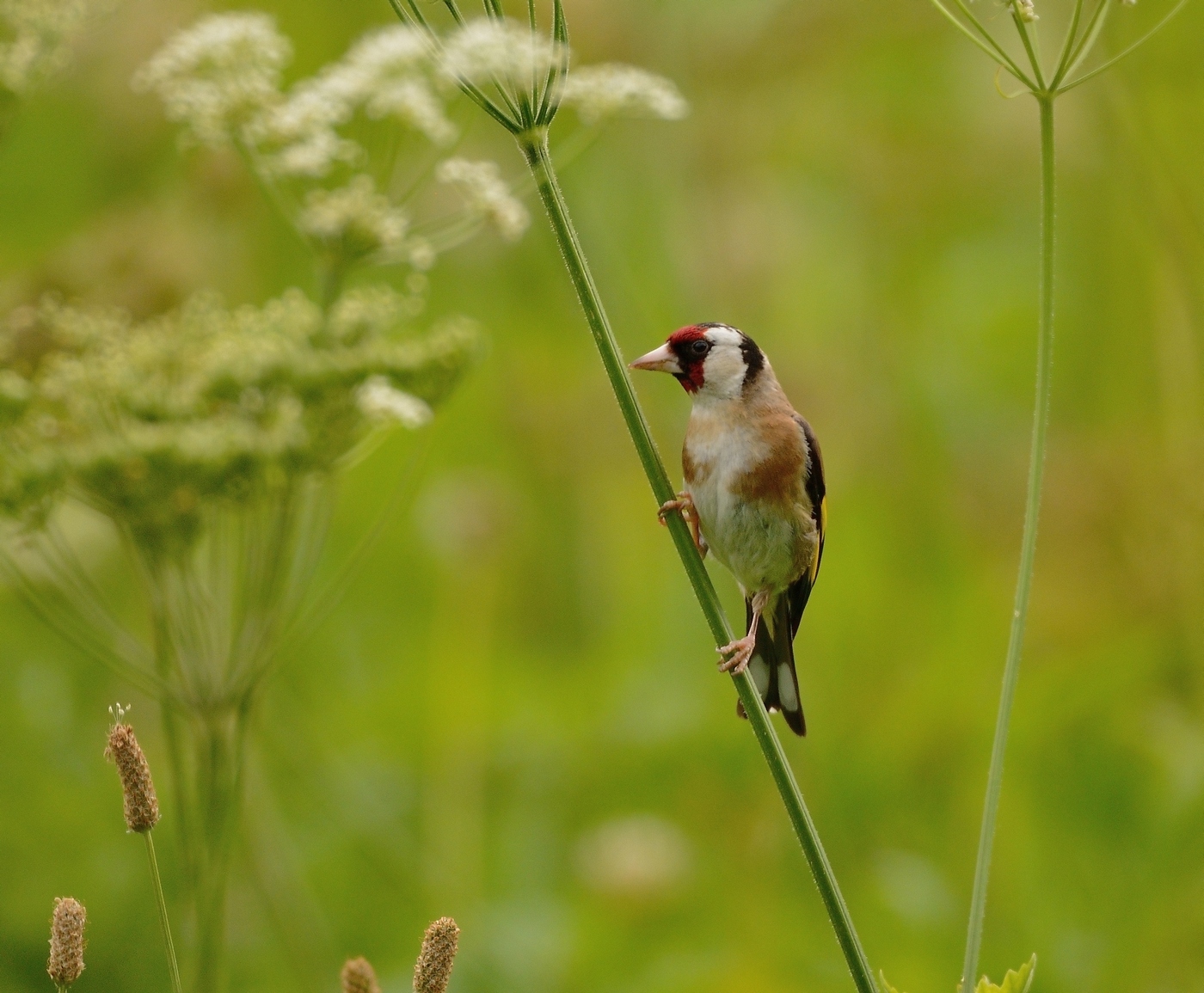 Goldfinch