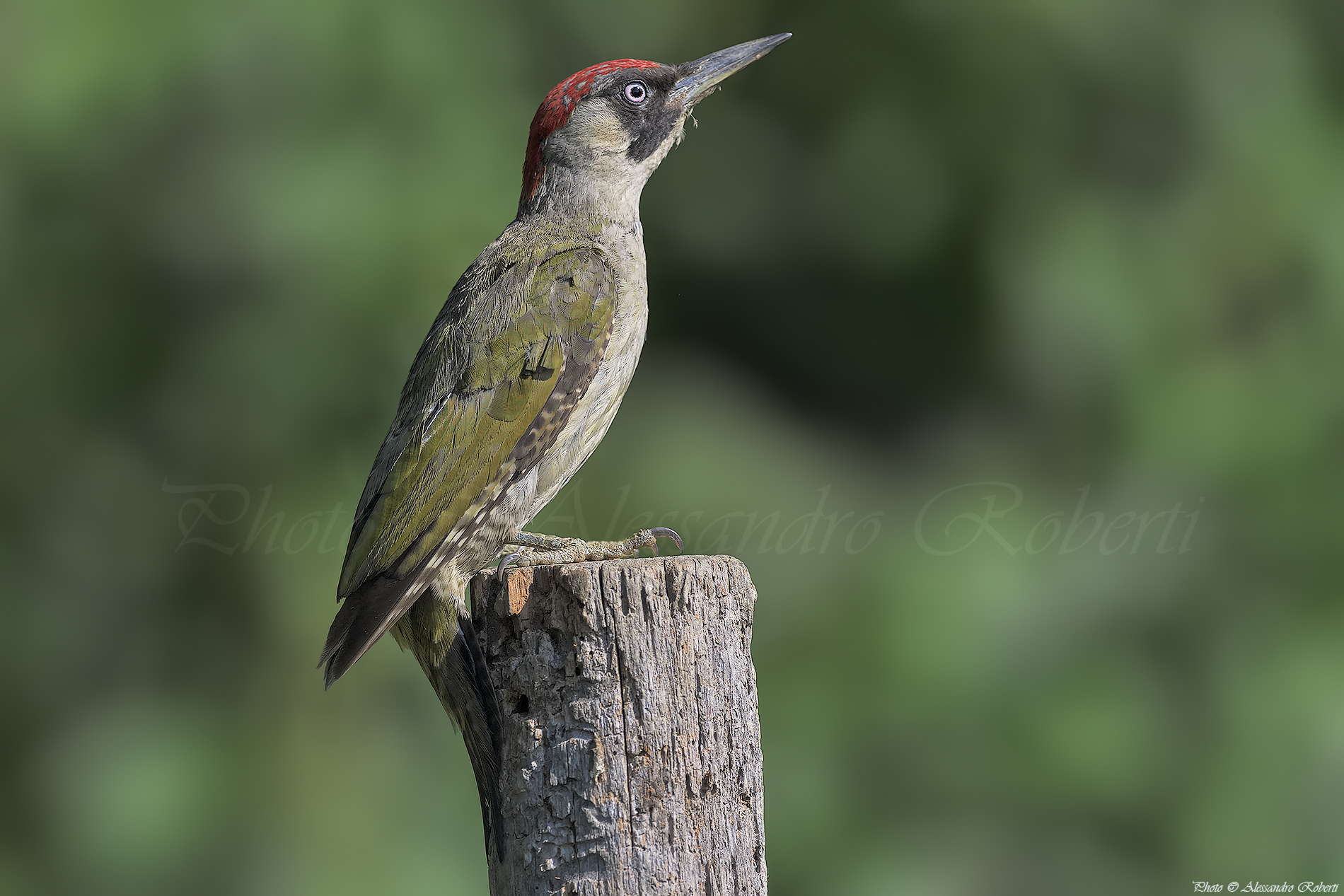 Green Woodpecker