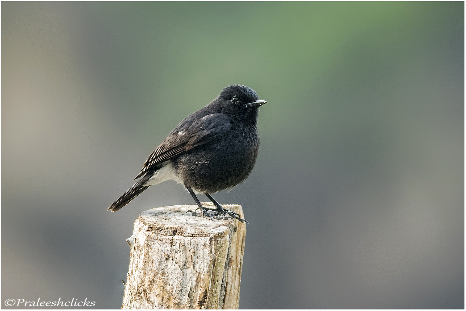 Pied Bushchat - Male