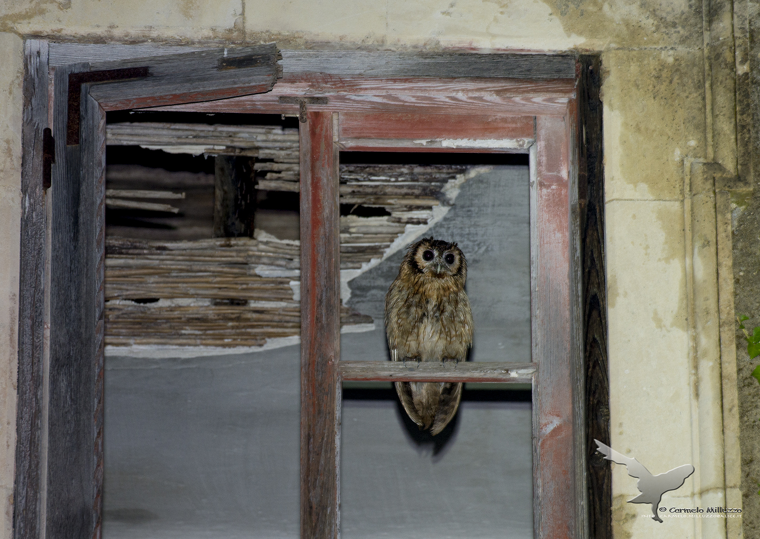 Allocation to the _Strix window aluco_