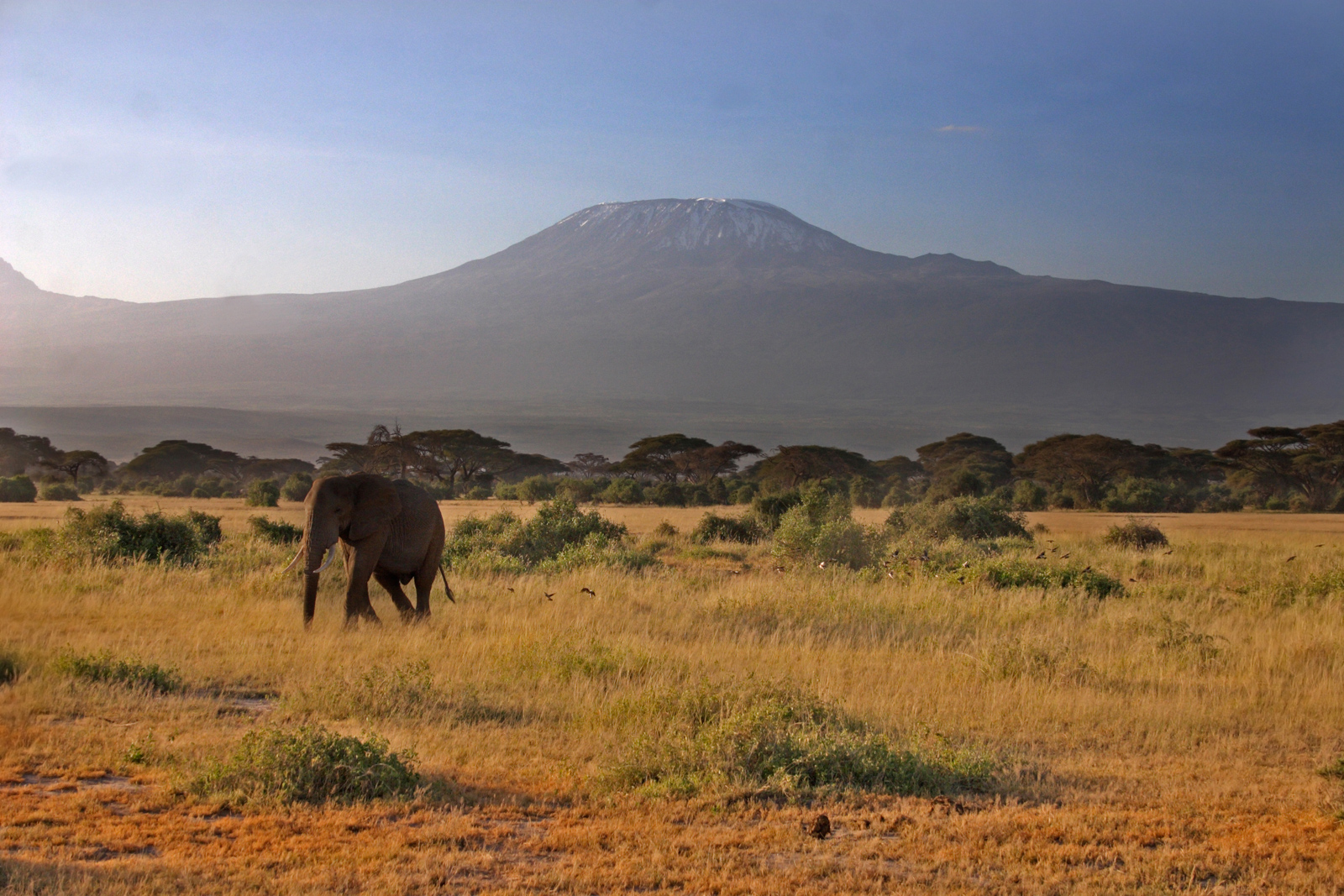 Elefante ad Amboseli