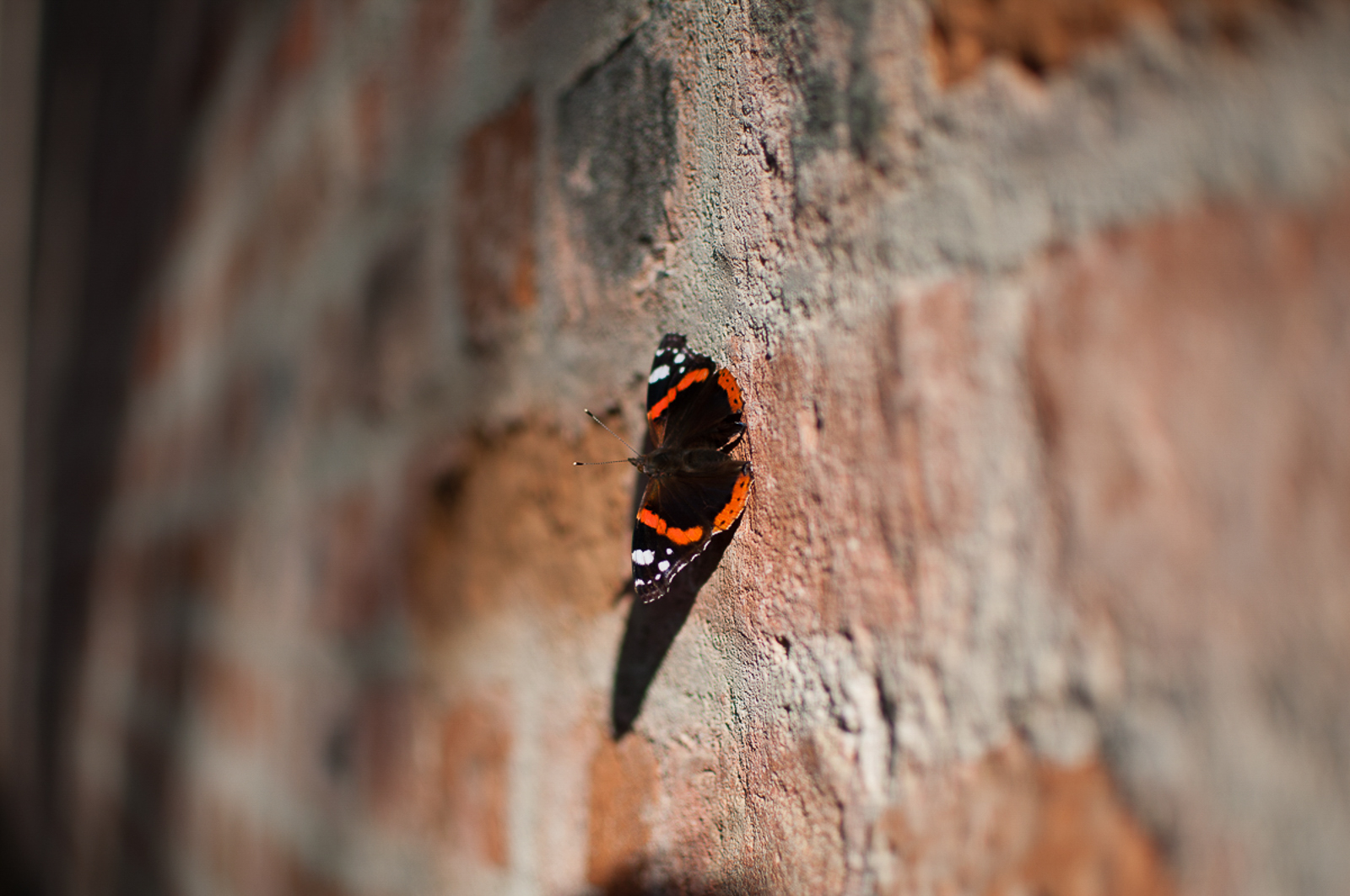 Butterfly on the wall