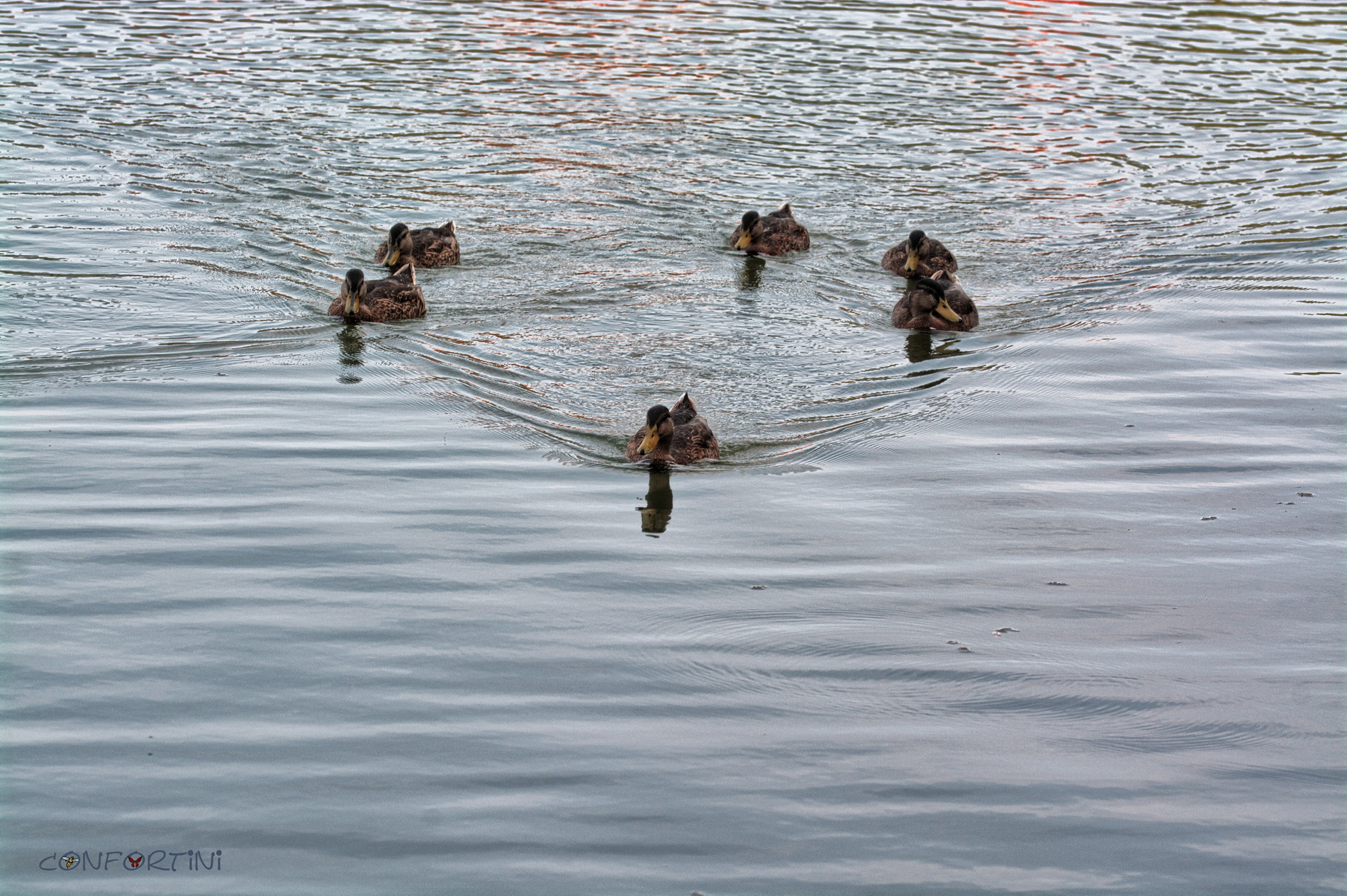 Ducks
