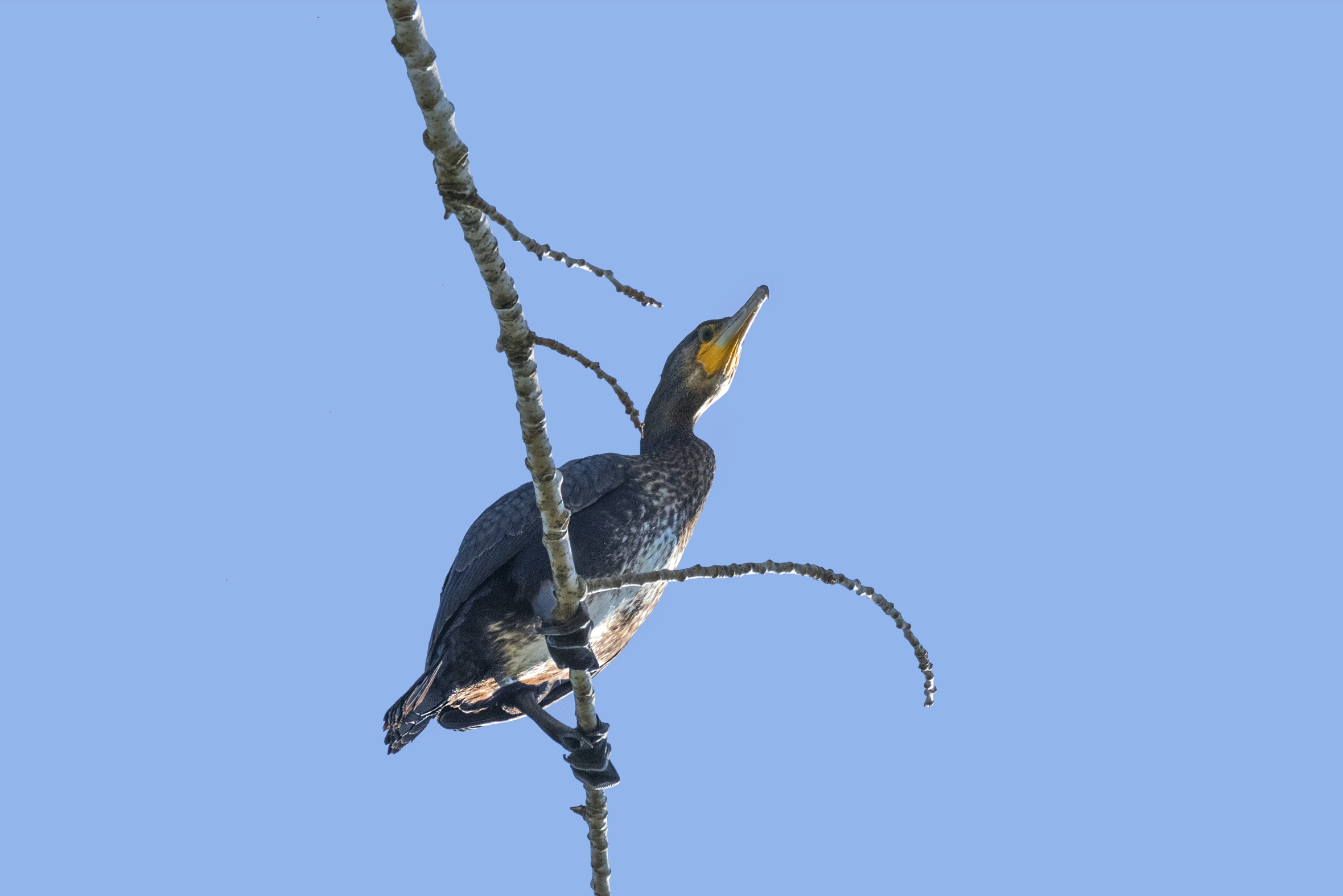 Cormorano