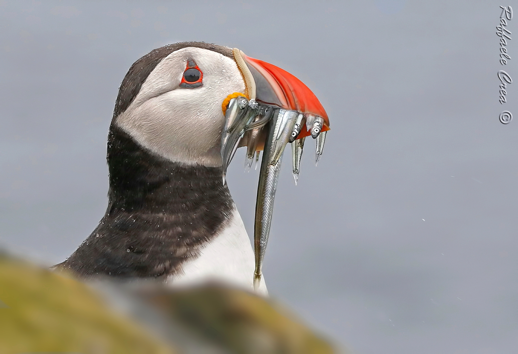 Puffin.Pulcinella of sea.