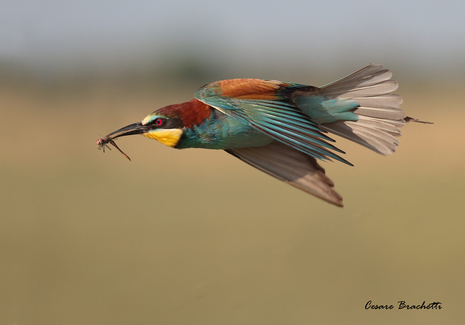 bee-eater.
