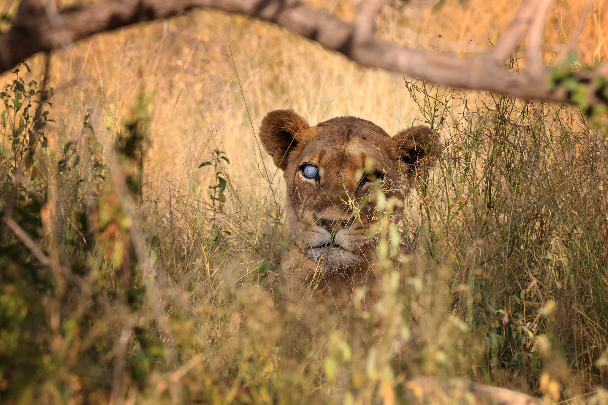 Una Eyed Lady delle Lowlands
