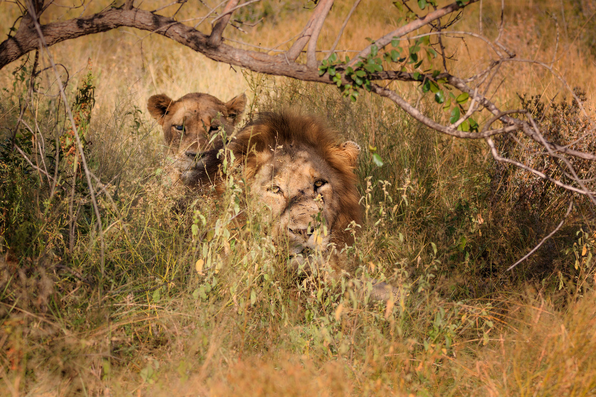 Nascondere dietro il suo uomo