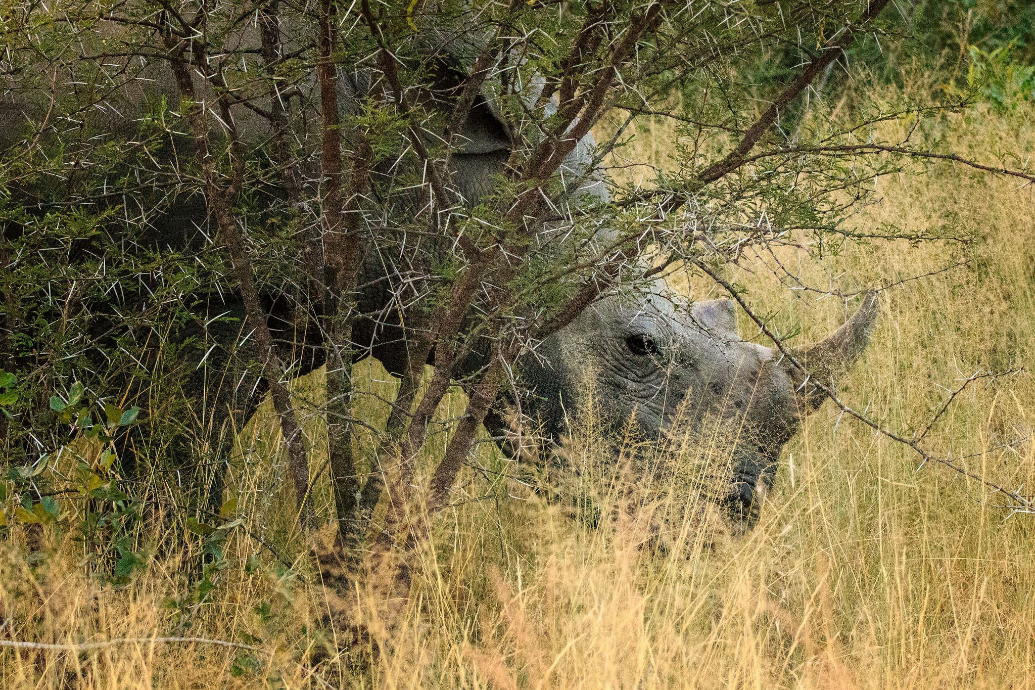 Un Rhino non può nascondersi