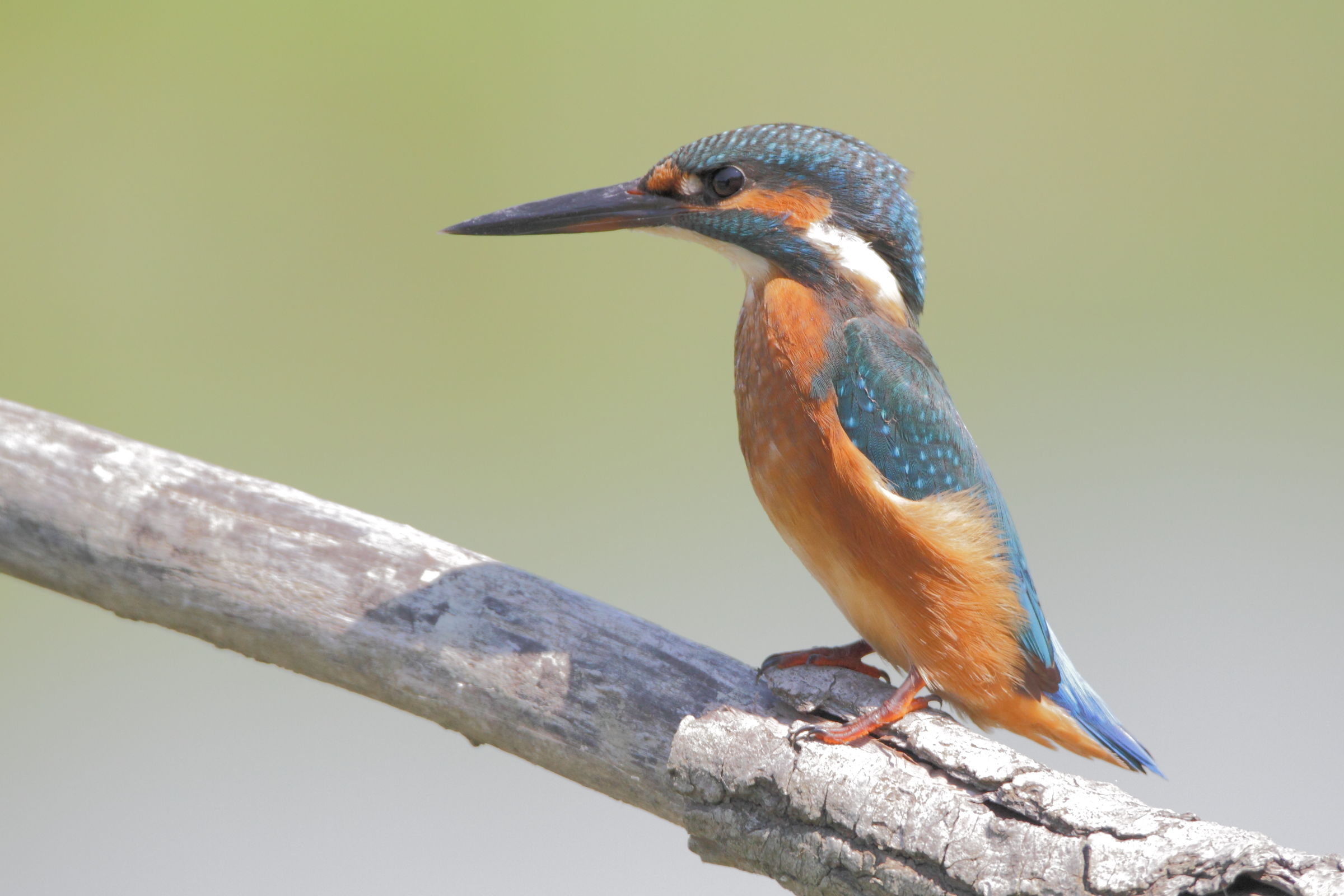 The martini, in beautiful pose ... but bad exposure