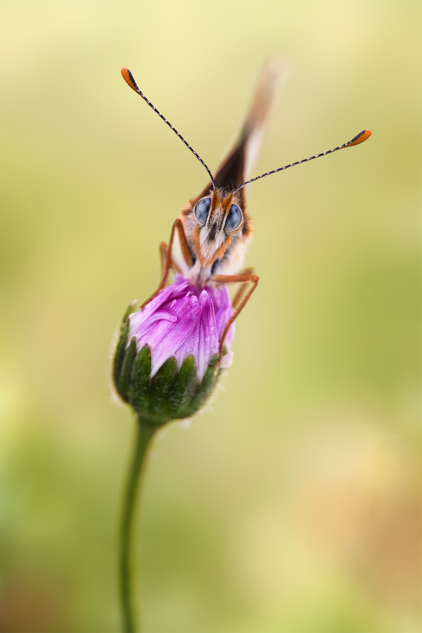 Melitaea cinxia