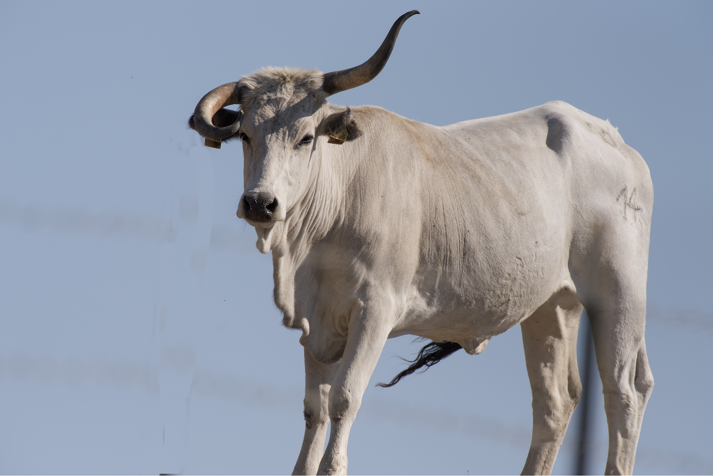 L'inconfondibile n. 14