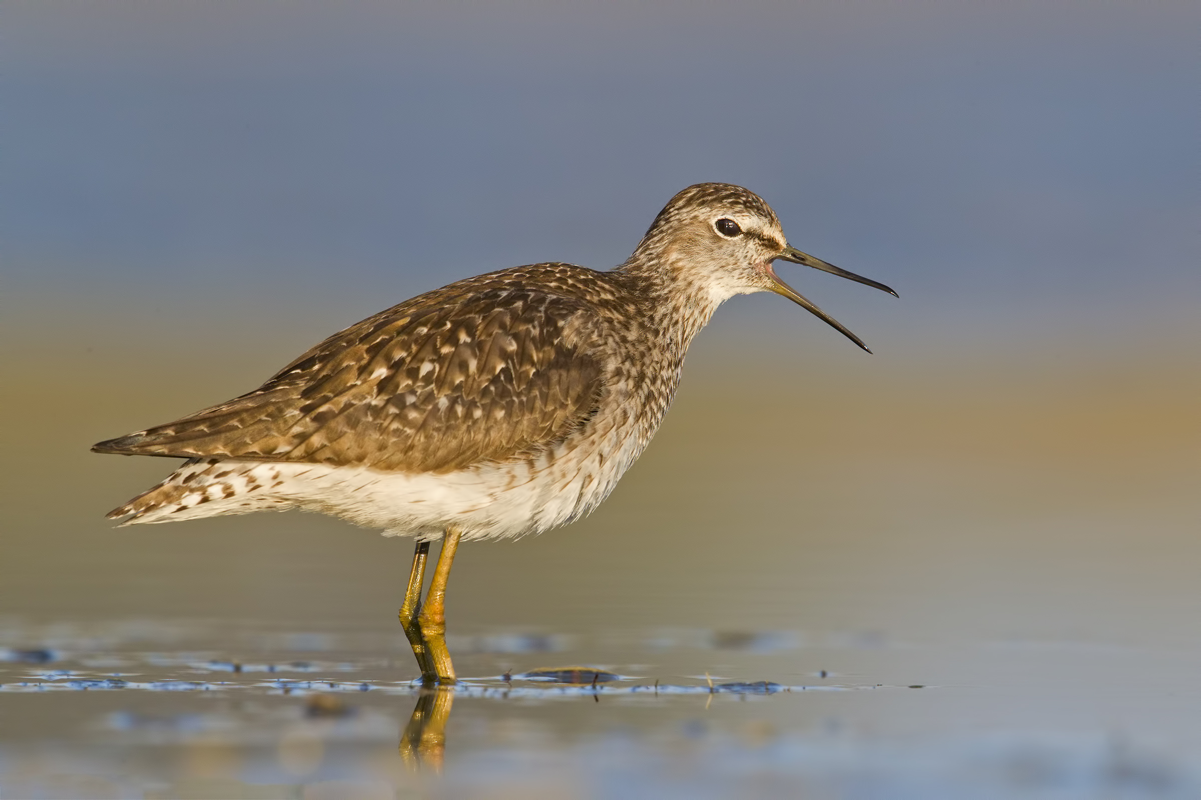 Piro Piro Boschereccio