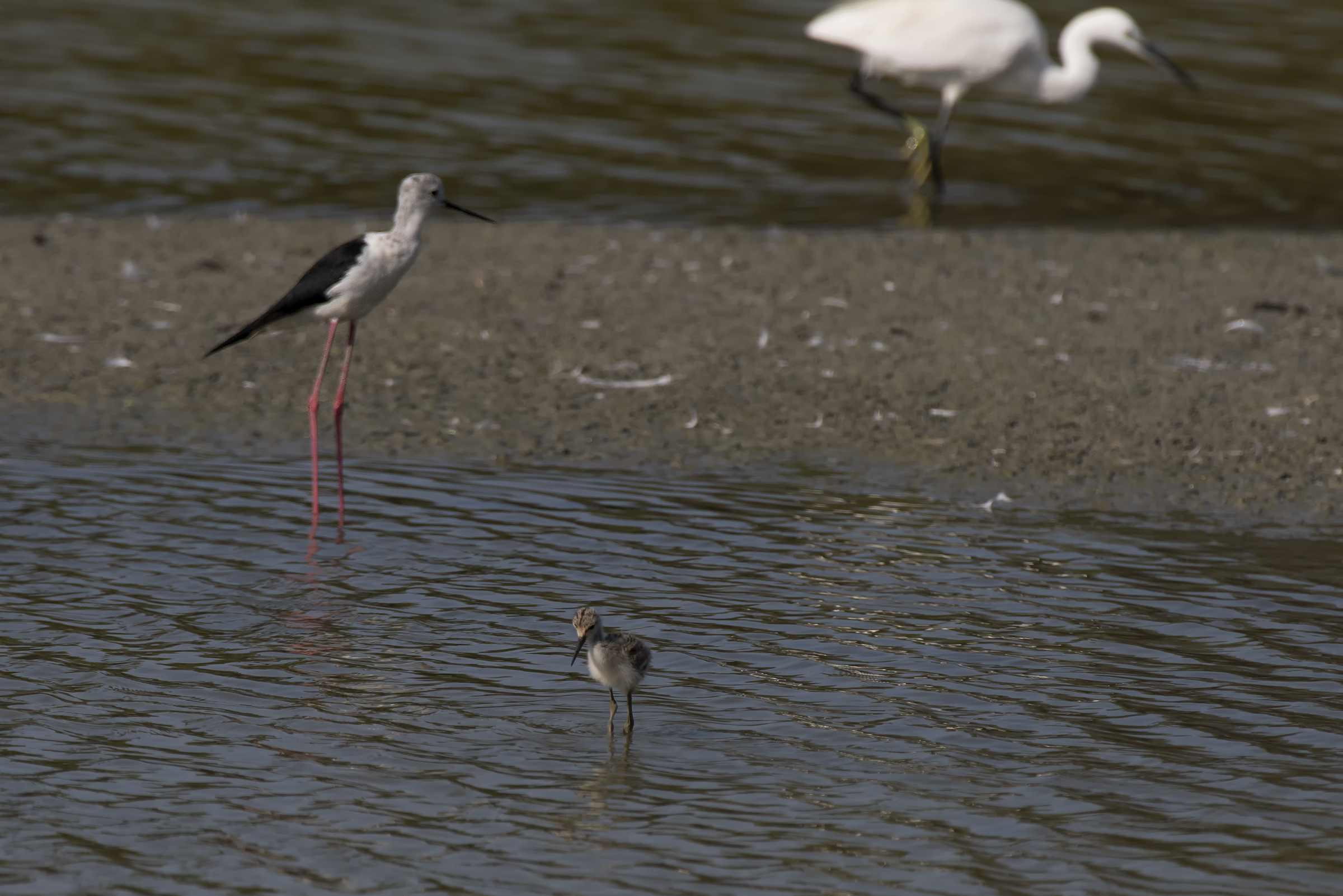 Control of the possible predator