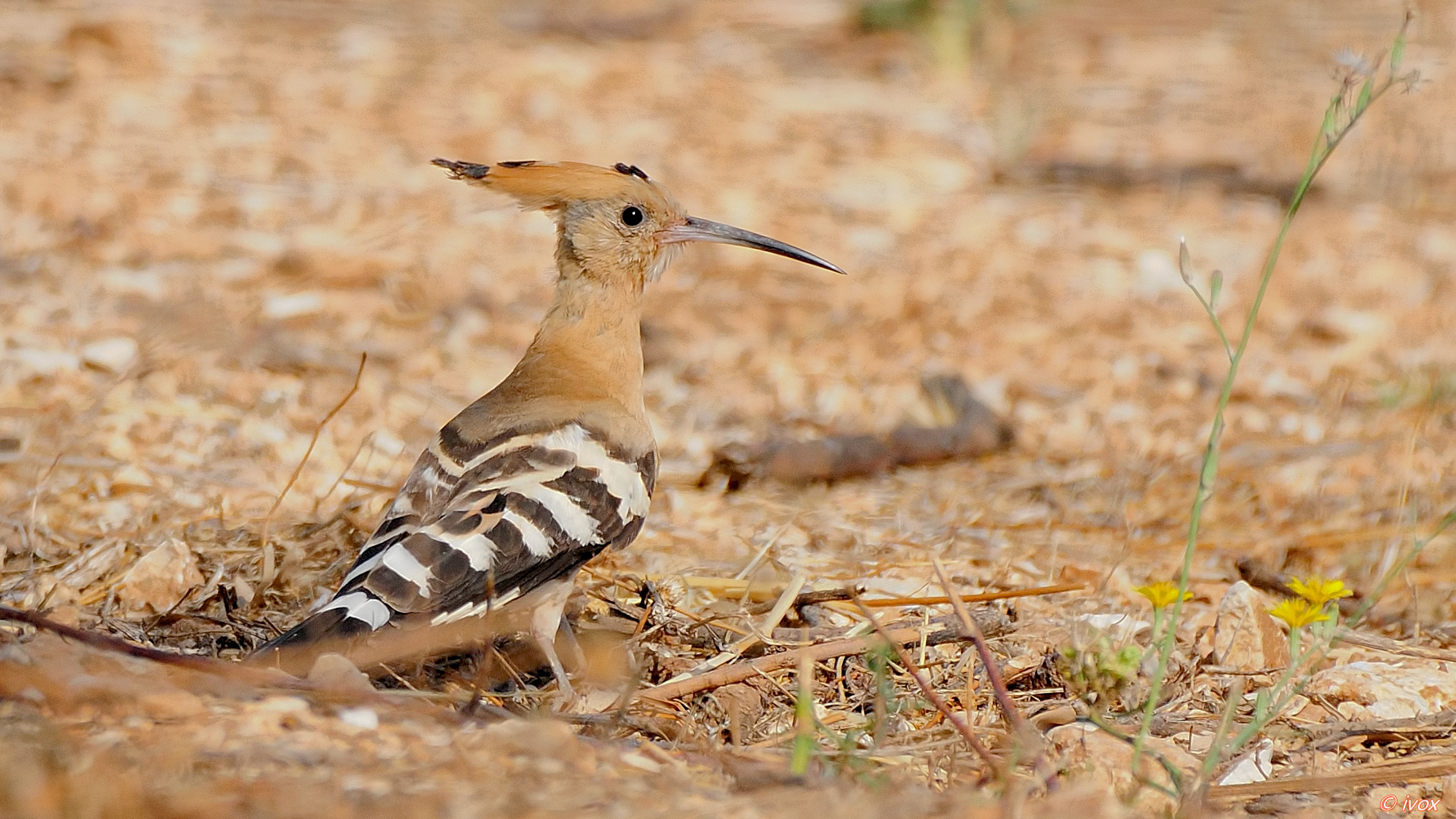 hoopoe