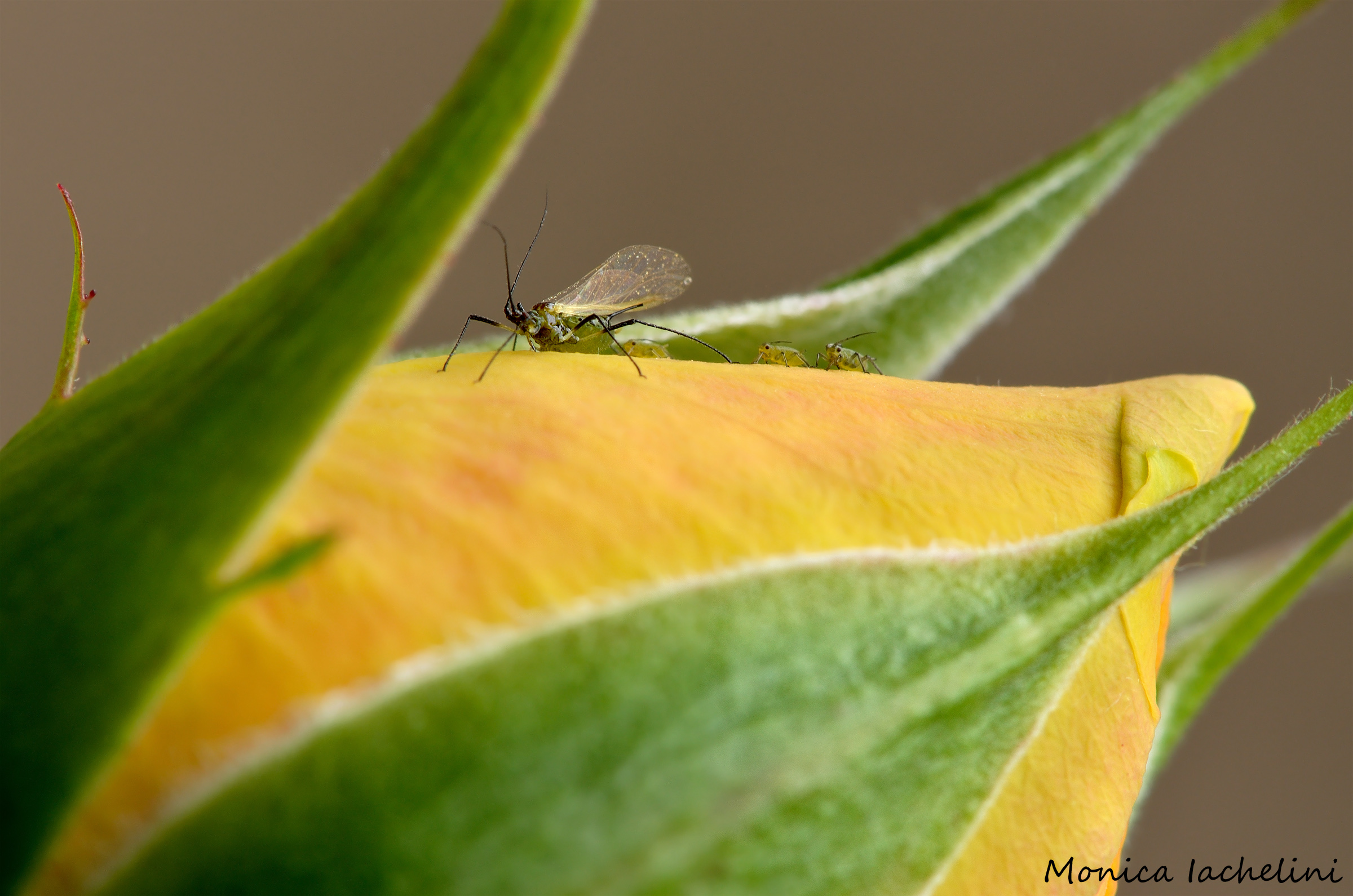 Rosa con una famiglia di minuscoli insetti