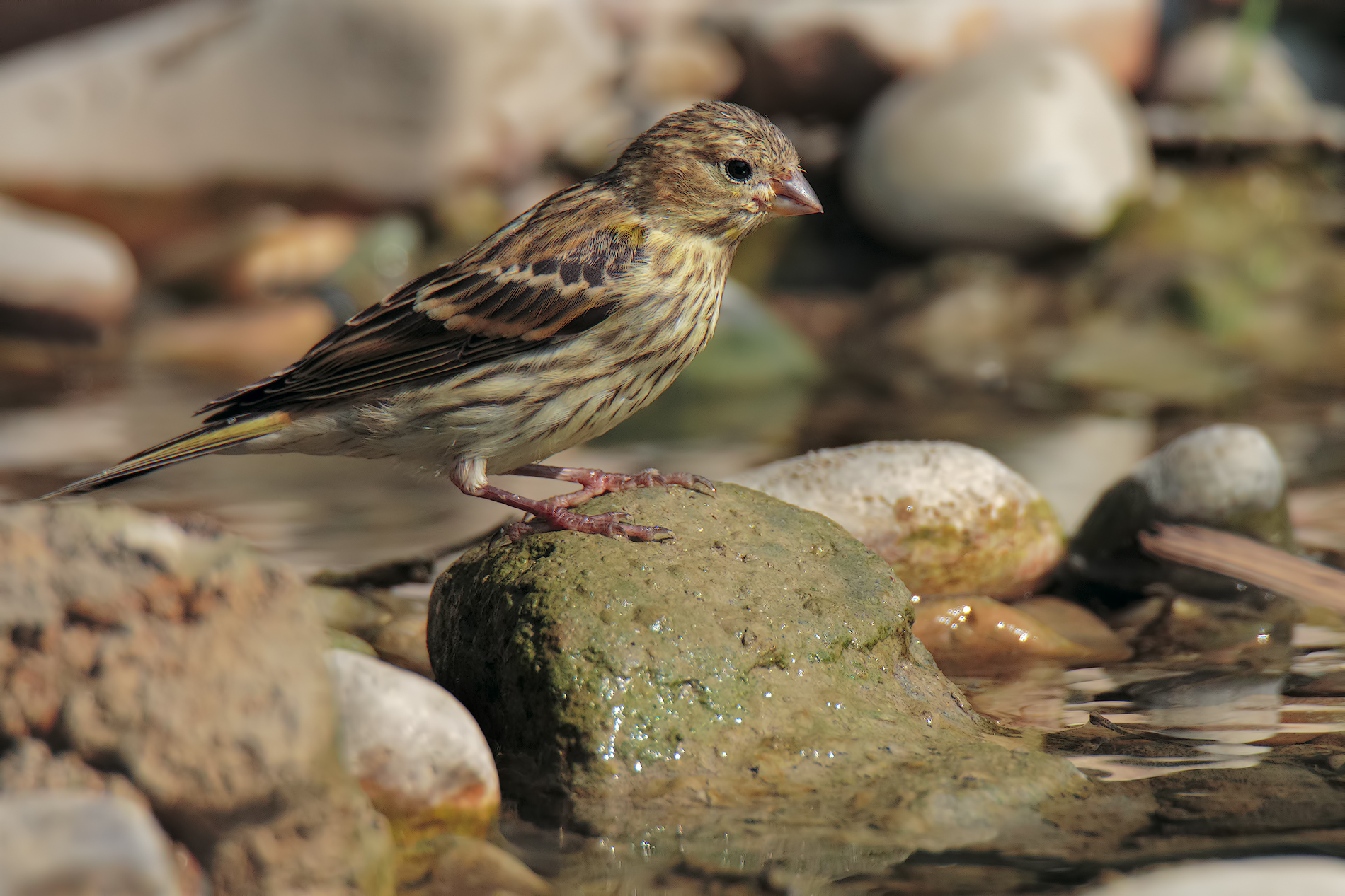 Swaddle ready for the bath