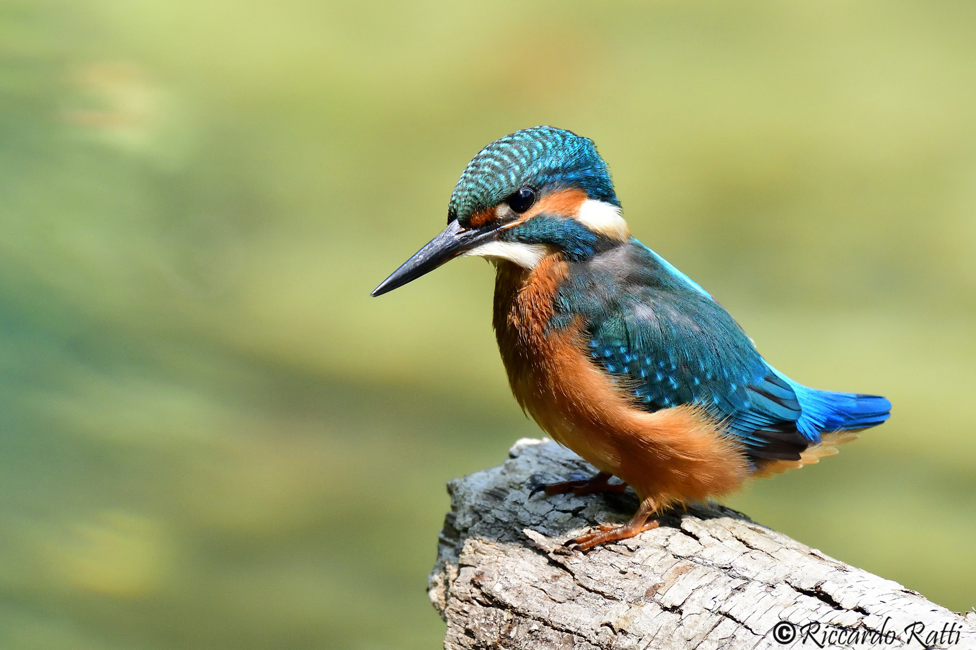 Piccolo martin pescatore