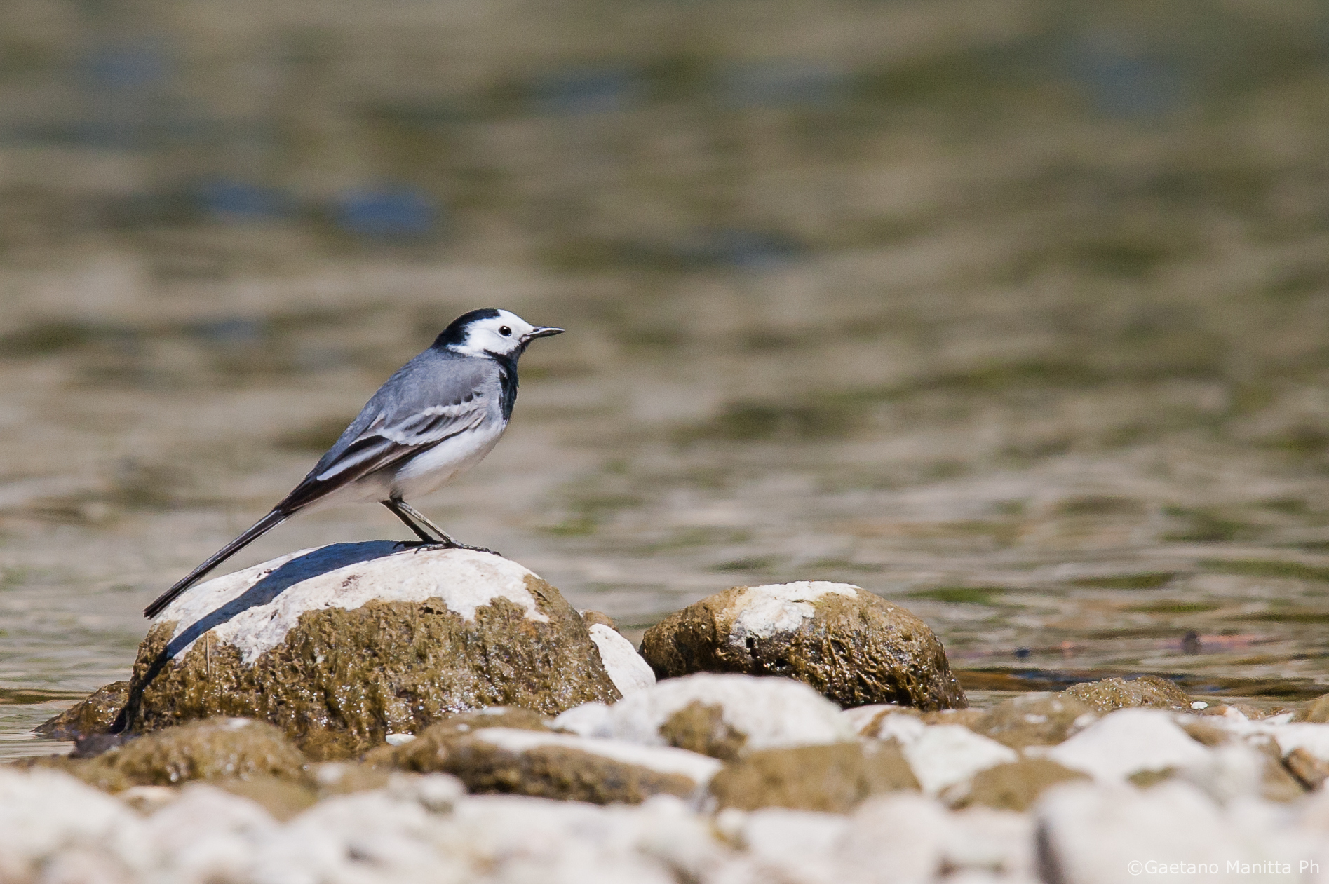 Motacilla Alba