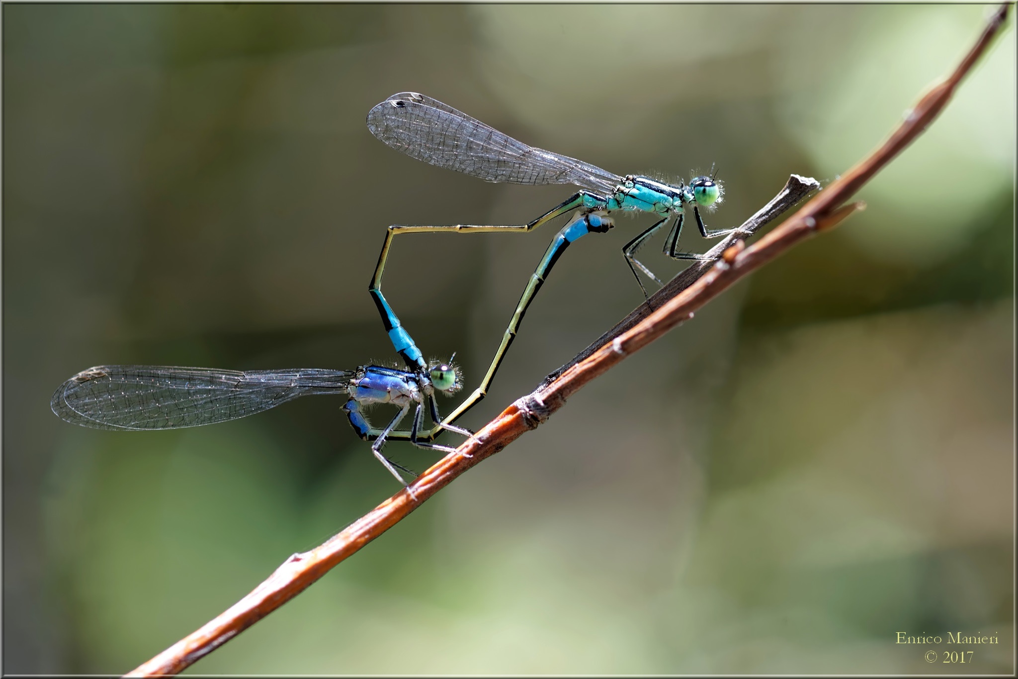 Damsels mating