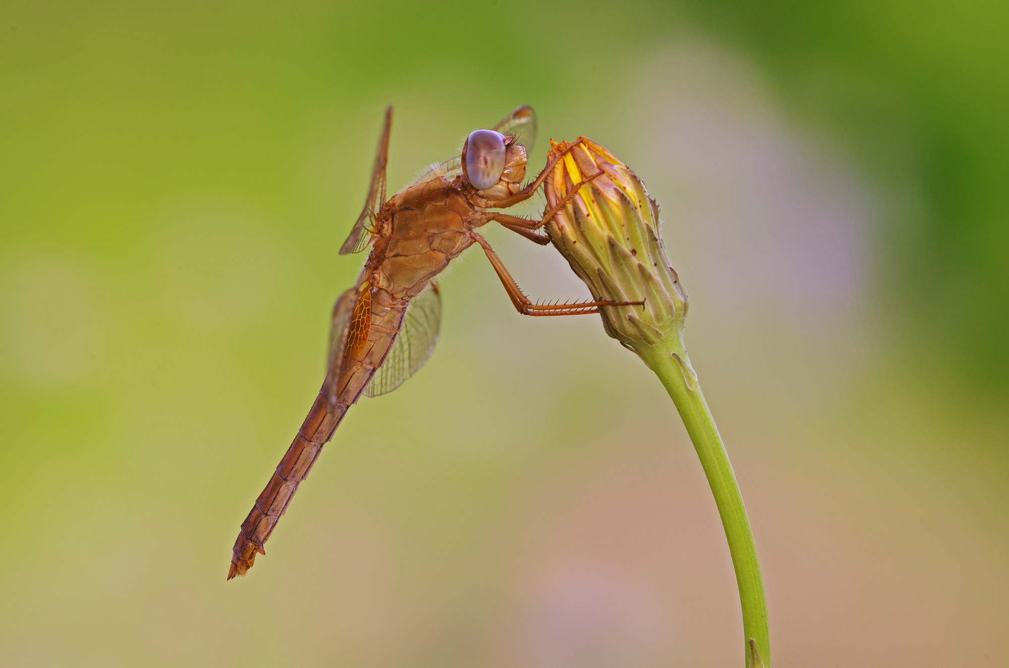 Crocothemis erythraea