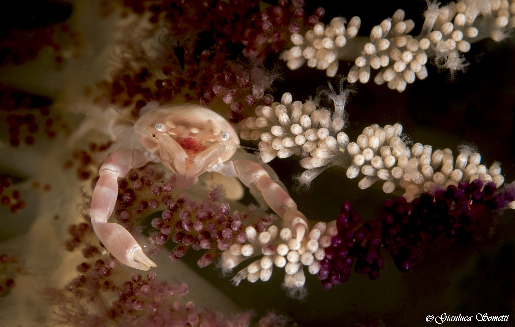 Anilao - soft coral porcelain crab