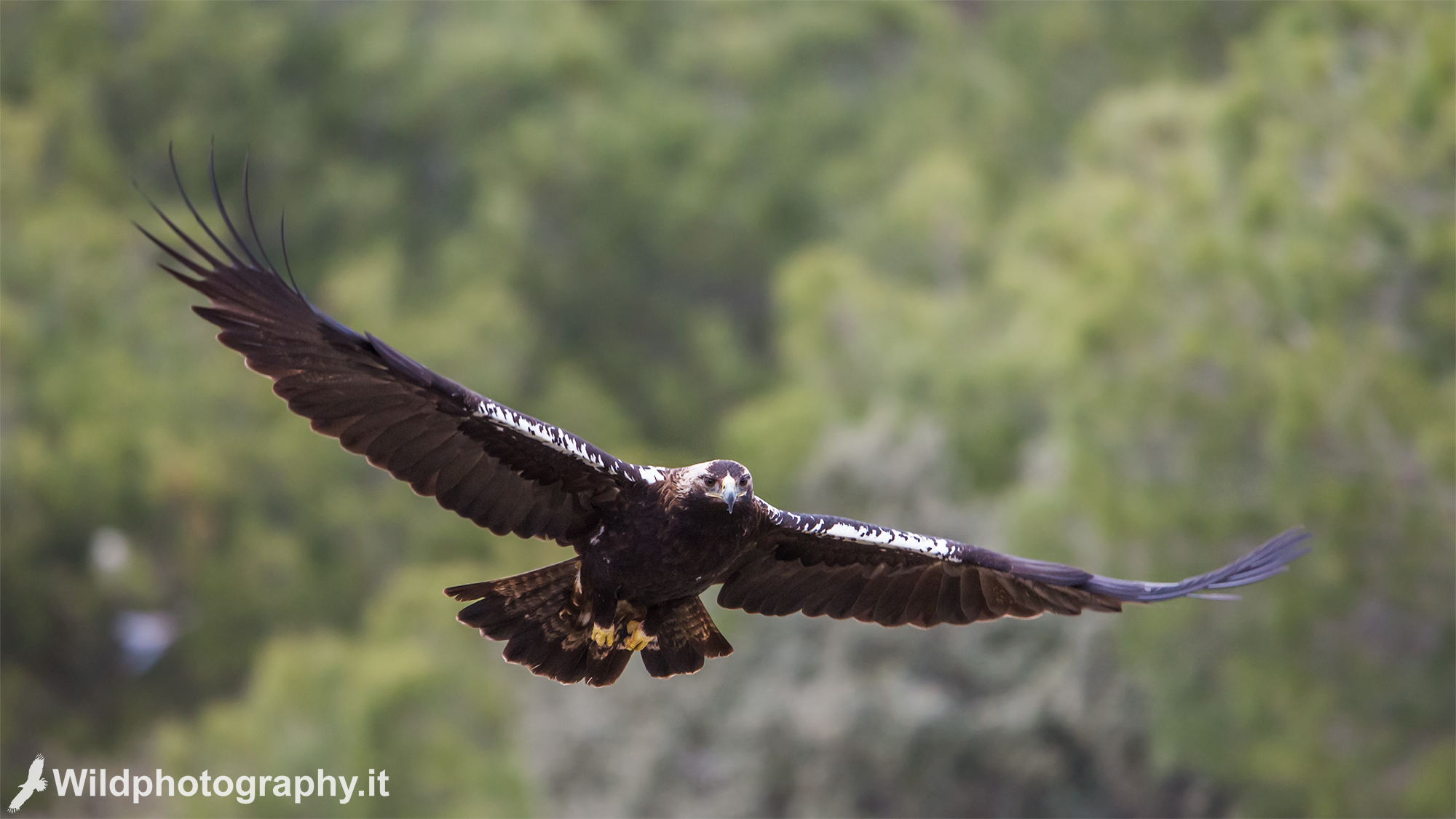 Spanish imperial eagle in flight
