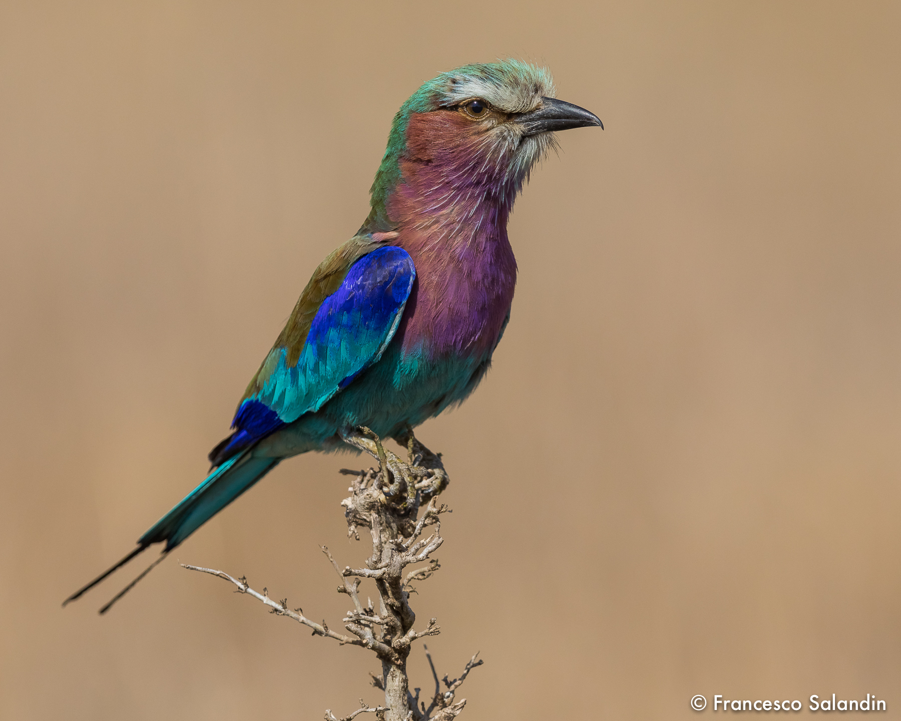 Ghiandaia Marina Pettolilla