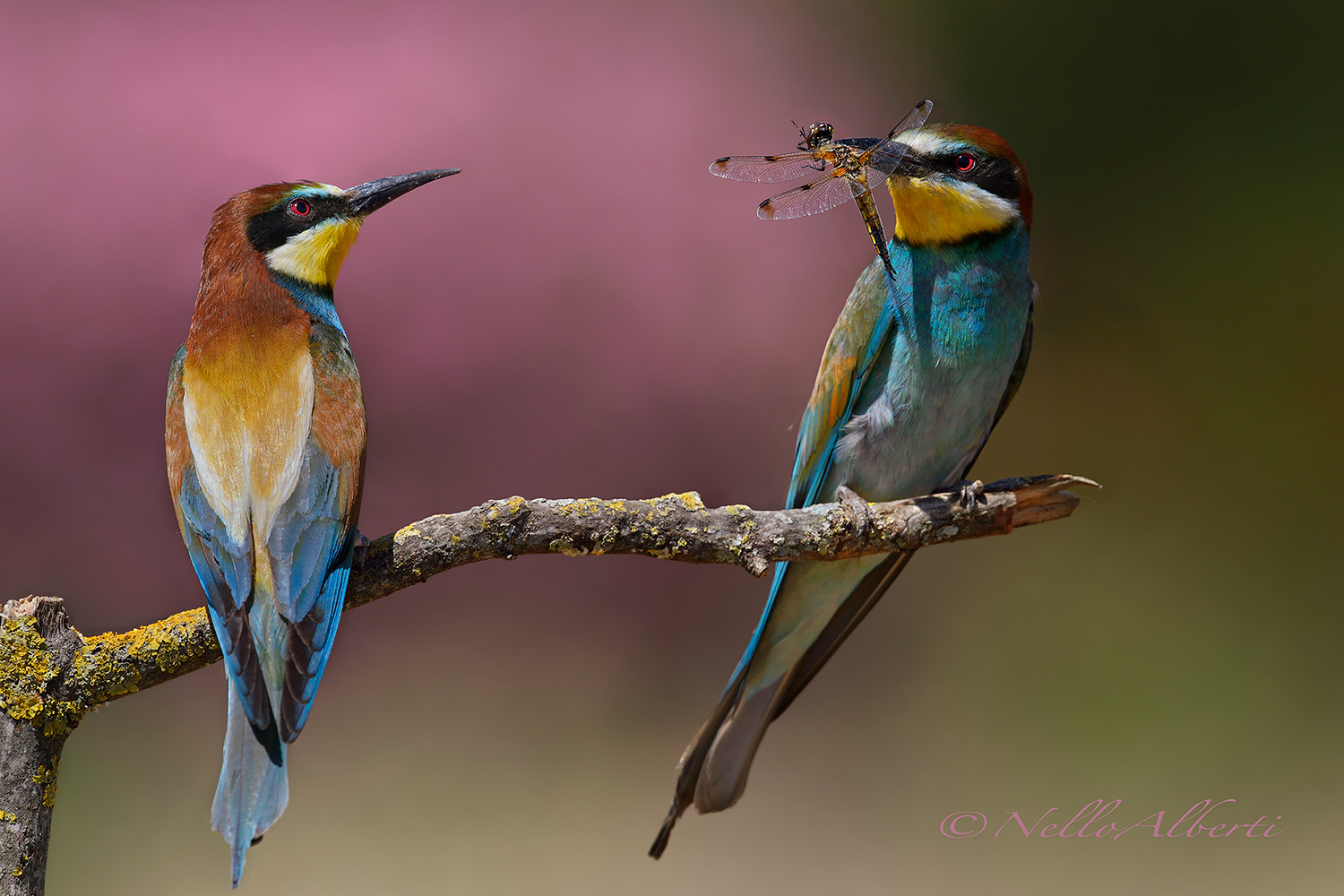 Gruccioni  coppia con libellula