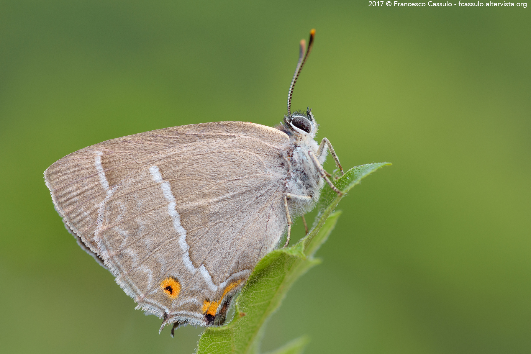 Neozephyrus quercus (Linnaeus, 1758)