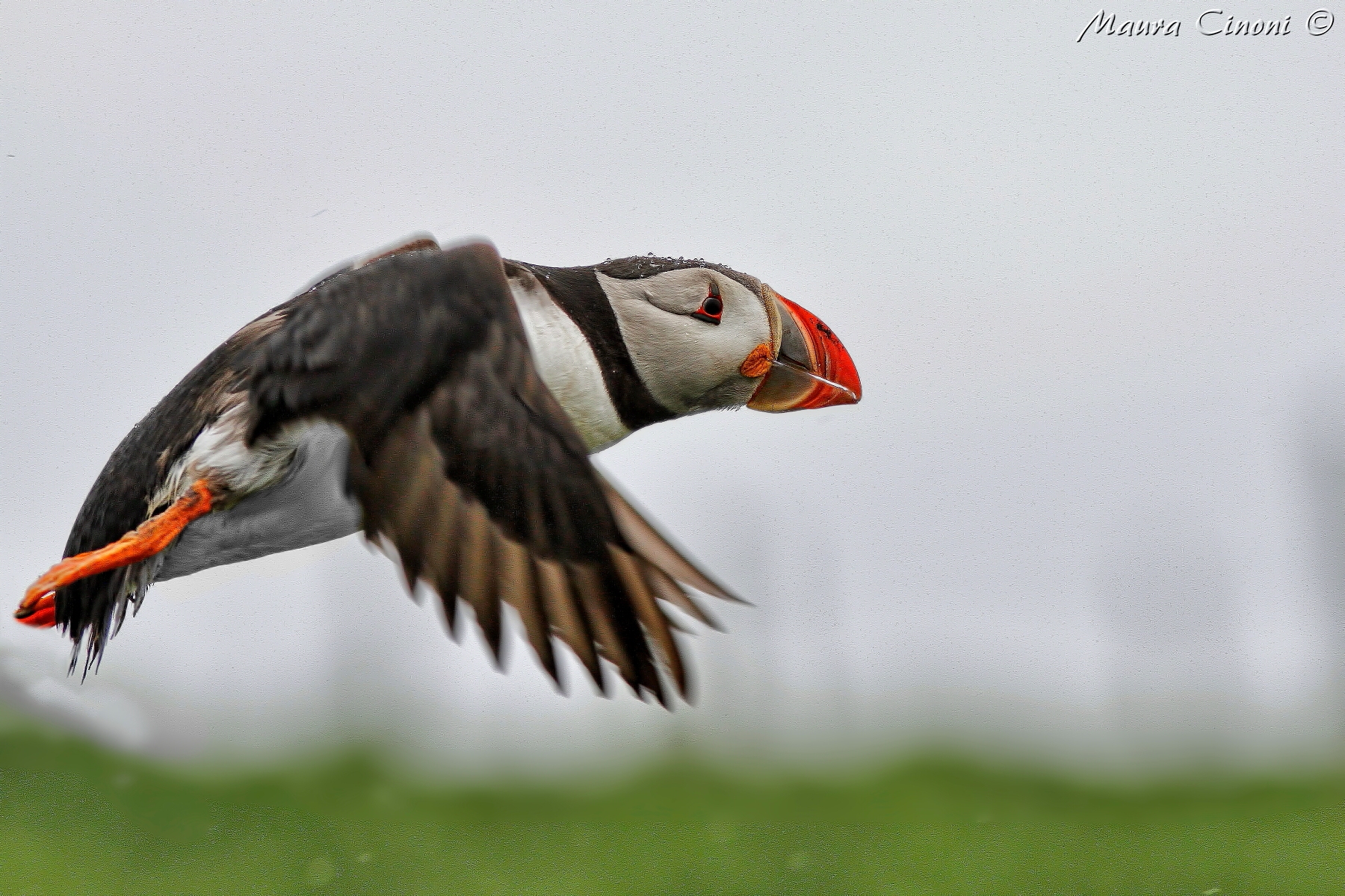 Puffin